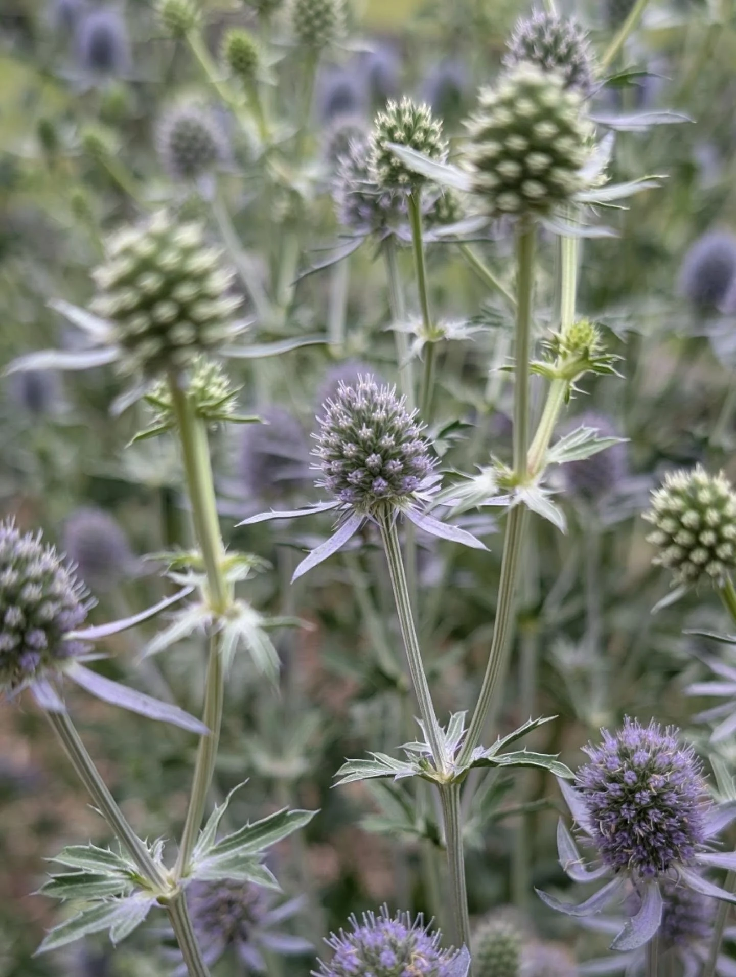 Sea holly. Just... see the sea of sea holly. Barely made it through last summer and then... this! Will bloom all summer - up to 42" tall.

Eryngium Planum 'Blue Glitter' #seaholly