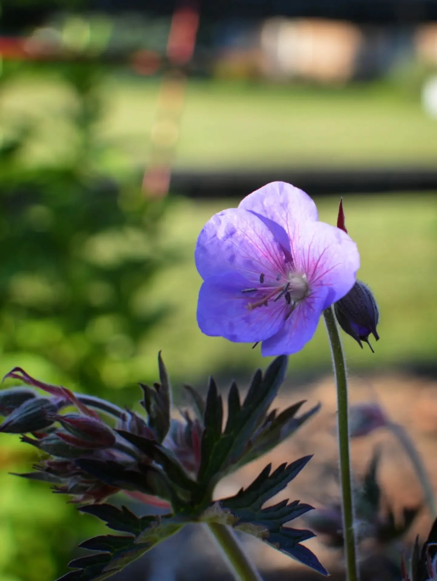 The -seriously- beautiful geranium pratense, 'Boom Chocolatta' (hardy geranium). The color -seriously- stands out from across the lawn, especially in the golden hour.

#cranesbill #geranium #pollinatorgarden