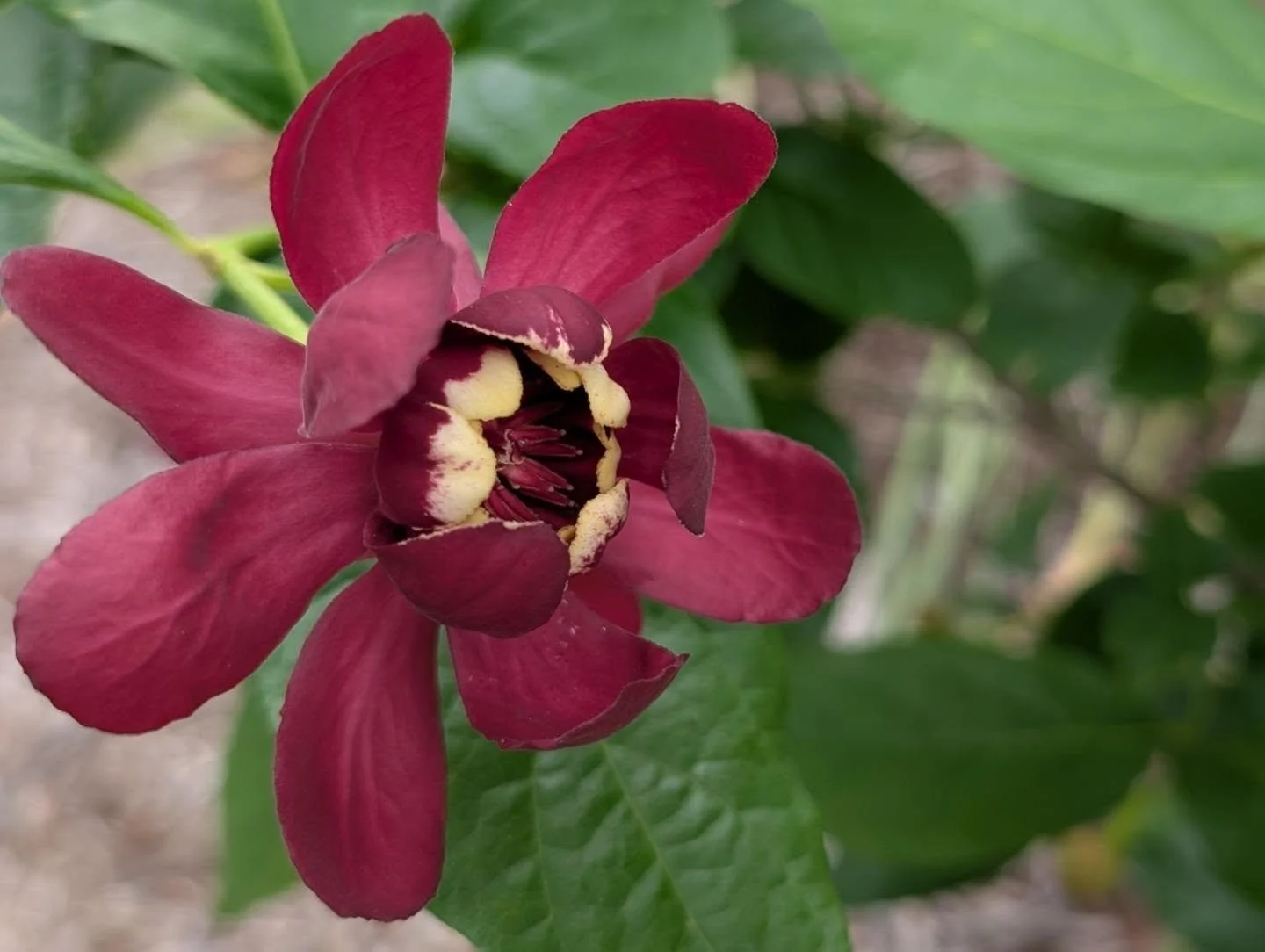 Sweet things keep coming! 

Sweetshrub 'Aphrodite' - same family as Carolina allspice - can get up to 10' tall and wide... covered in these gorgeous girls. Amazing.

We planted it between our skyrocketing columnar Tulip and recovering red oak (finger