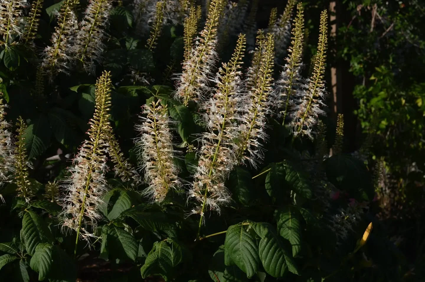 I do have favorites... I have a lot of them. #BottlebrushBuckeye