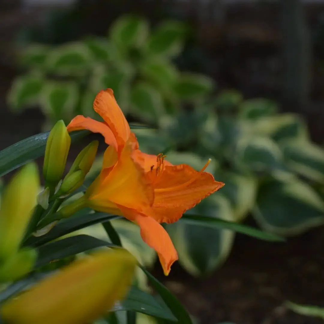 I'll never understand the hemerocallis haters - pops of color on the edge of shade gardens? 

Prolific and so varied in color and bloom time, they (along with the echinacea and hosta flowers and annuals...ok, so they're not entirely on their own...) 