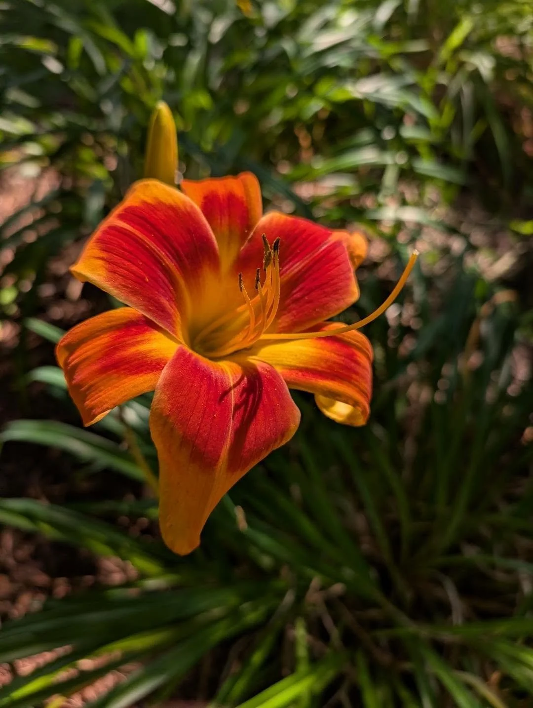 Case in point. Hemerocallis 'Outrageous' hybridized in 1978.

#daylily #hemerocallis