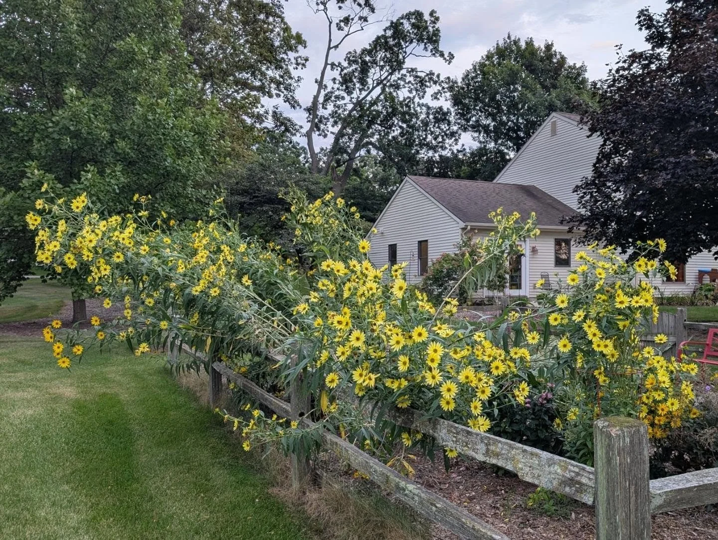Sawtooth sunflower (Helianthus grosseserratus) is certainly the funniest garden experiment yet. 

8-10 feet tall and only a few wind storms to blow it over. Next year we're going to attempt some kind of construction to keep it off the other plants (o