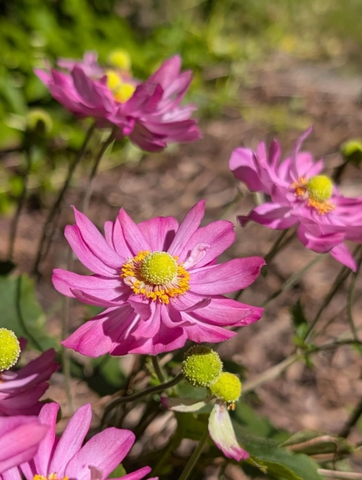 I used to think the joy of summer ended in August with the start of school. Gardening showed me the vibrance and growth that really lasts into fall.