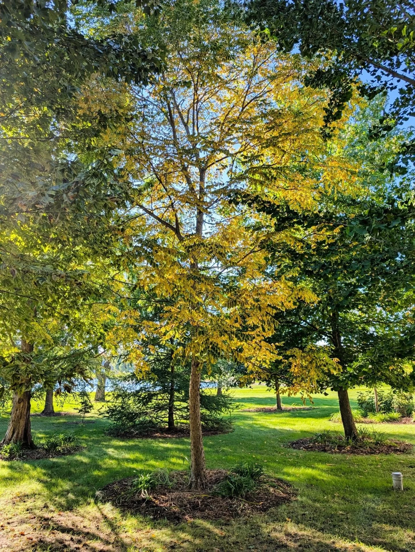 The first signs of a beautiful fall are here with the Kentucky coffeetree 💛 and flowering dogwood 🧡
