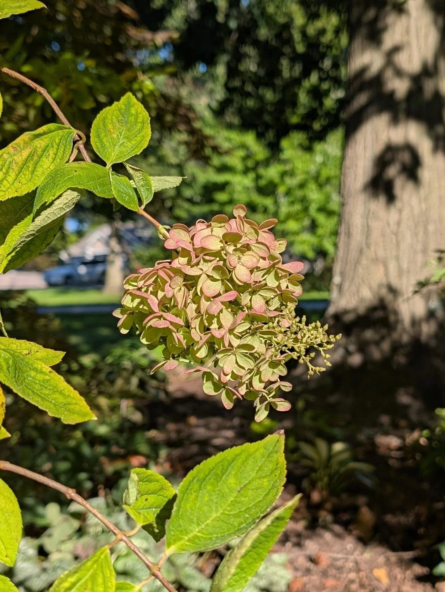 #hydrangeapaniculata in autumn mode. Also, it was 80 F today... 
#paniclehydrangea #fallflowers #hydrangea
