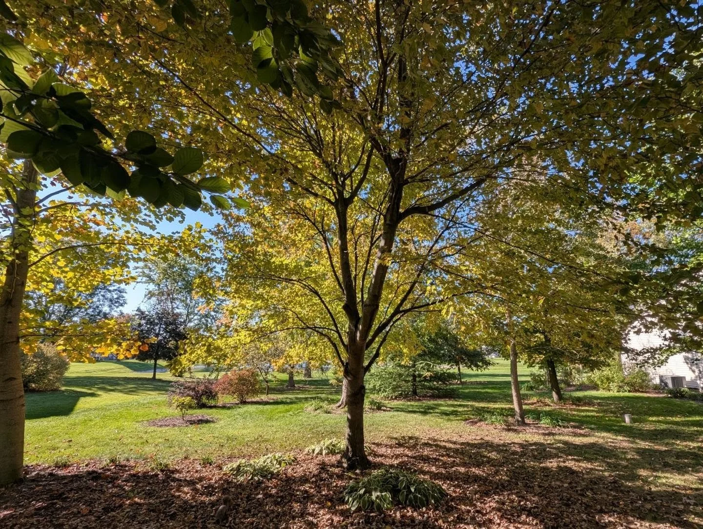 Oh, trees (and hardy chrysan-the-mums). #treelove #backyardoasis