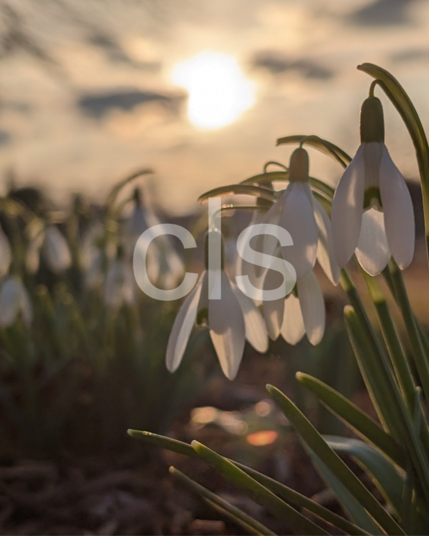 Snowdrops I