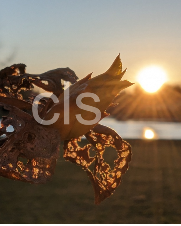 Winter Sunset I