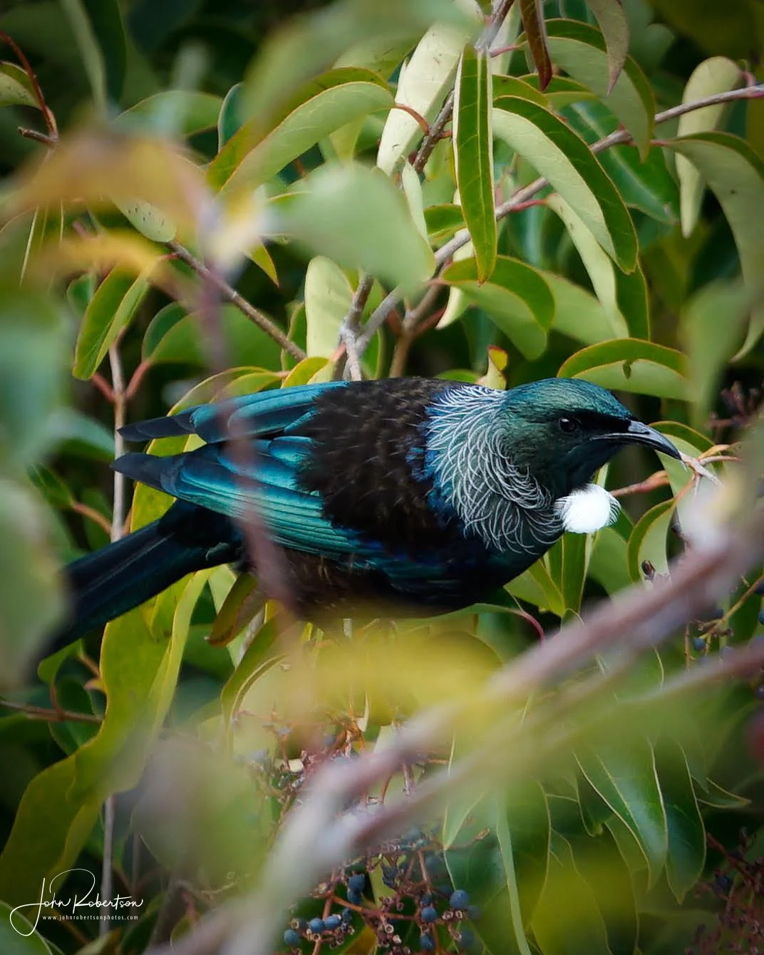 Cheltenham moody-5.jpg