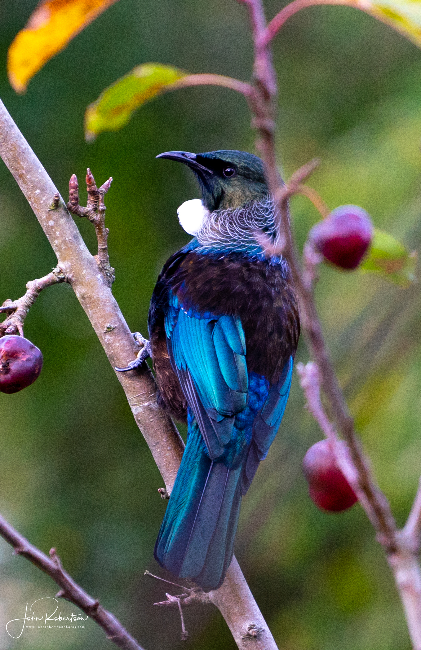 Tui 3.jpg