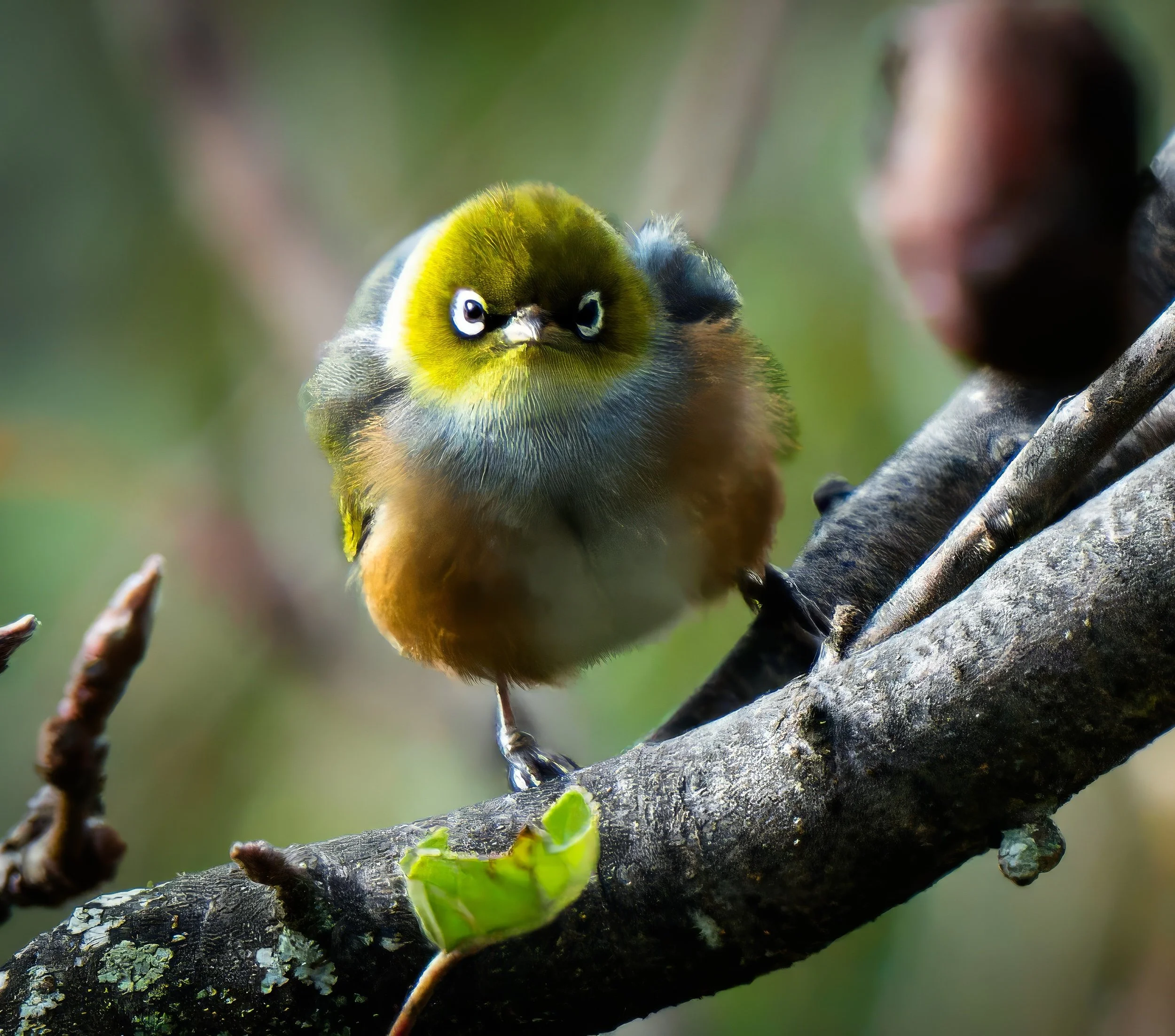 Silvereye