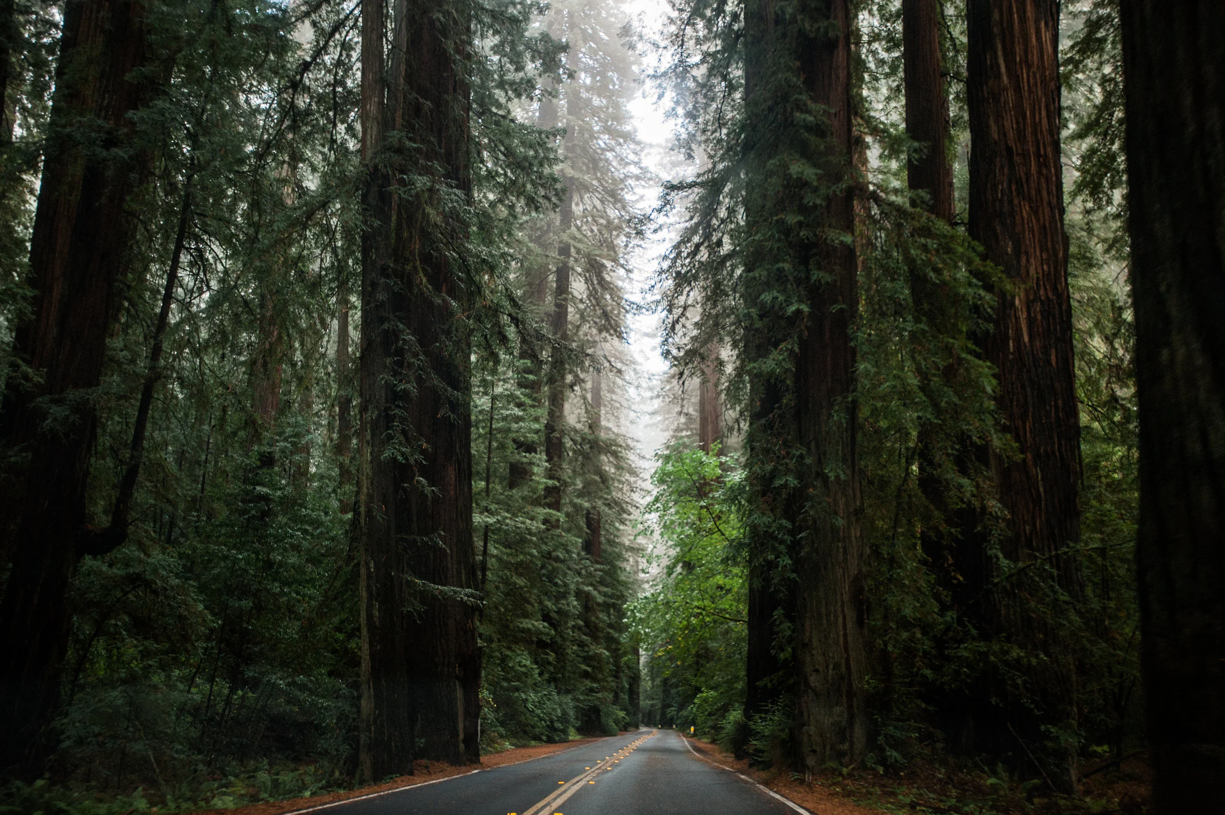 Road Through Red Wood Forest