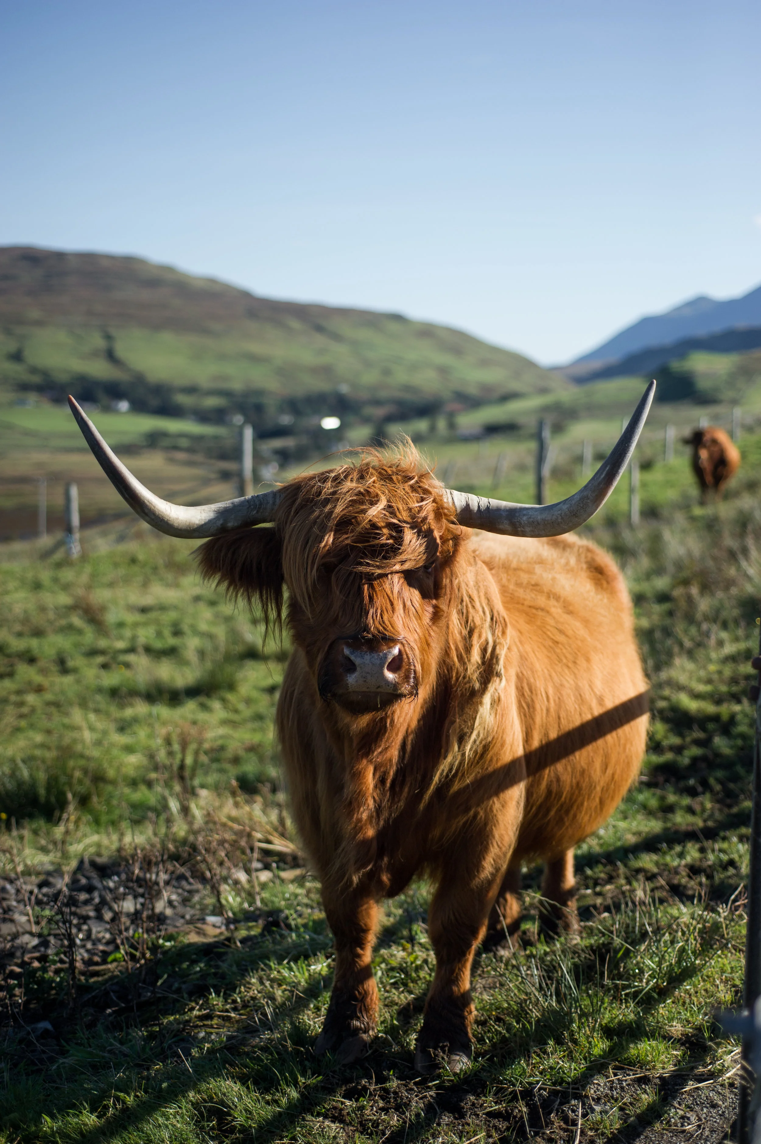 Highland Cow