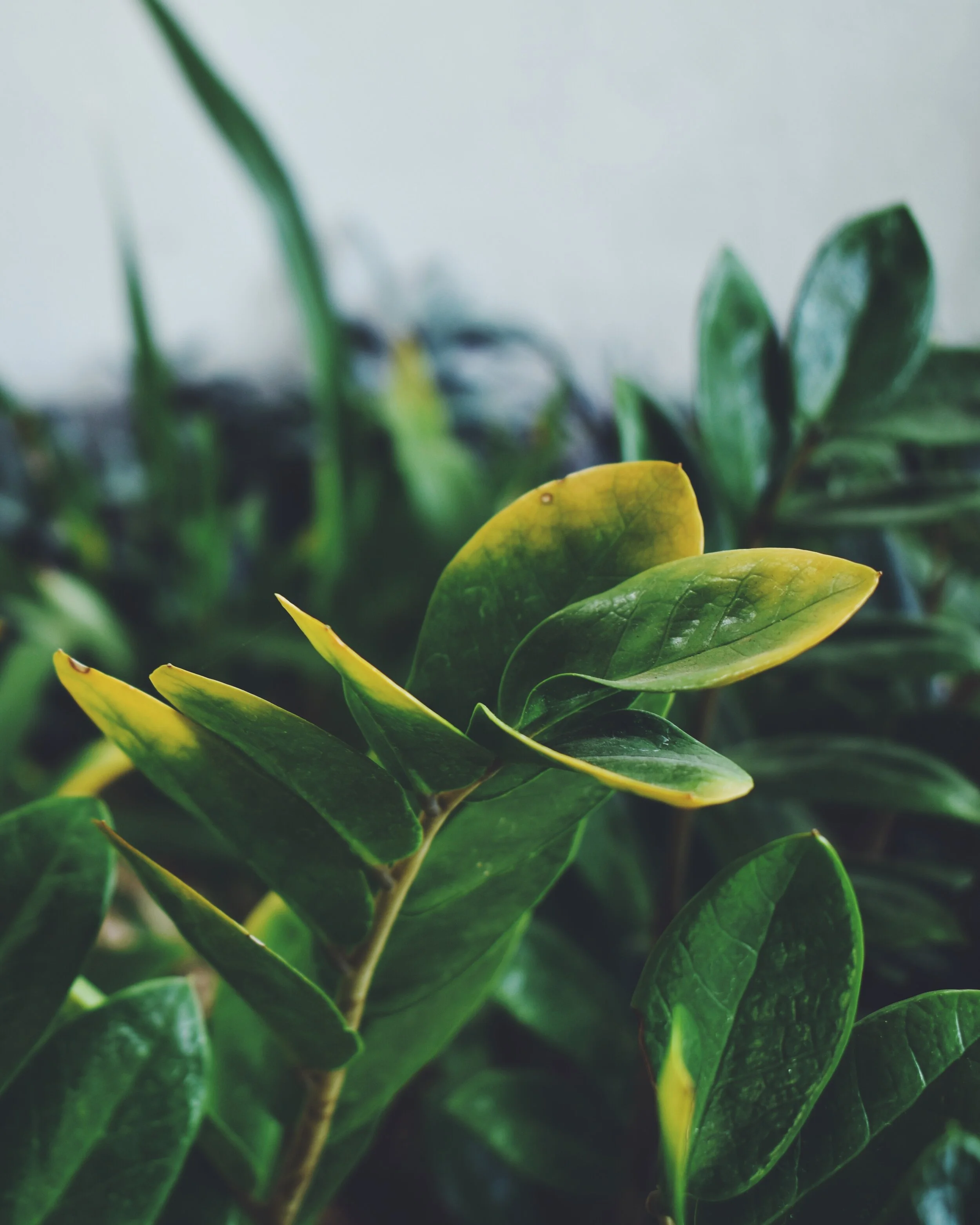 700C3F0D-632A-424F-81C1-8EE108FB5FE8-433C7DC9-4984-4024-ADB4-3DB07C4155F9 2.JPG