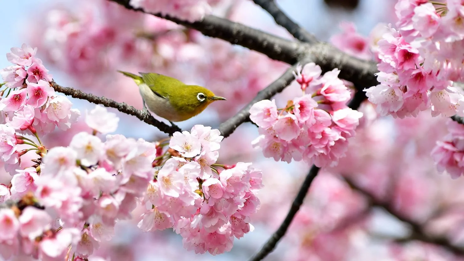 Spring Attunement: Spring Flow &amp; Restore Yoga 