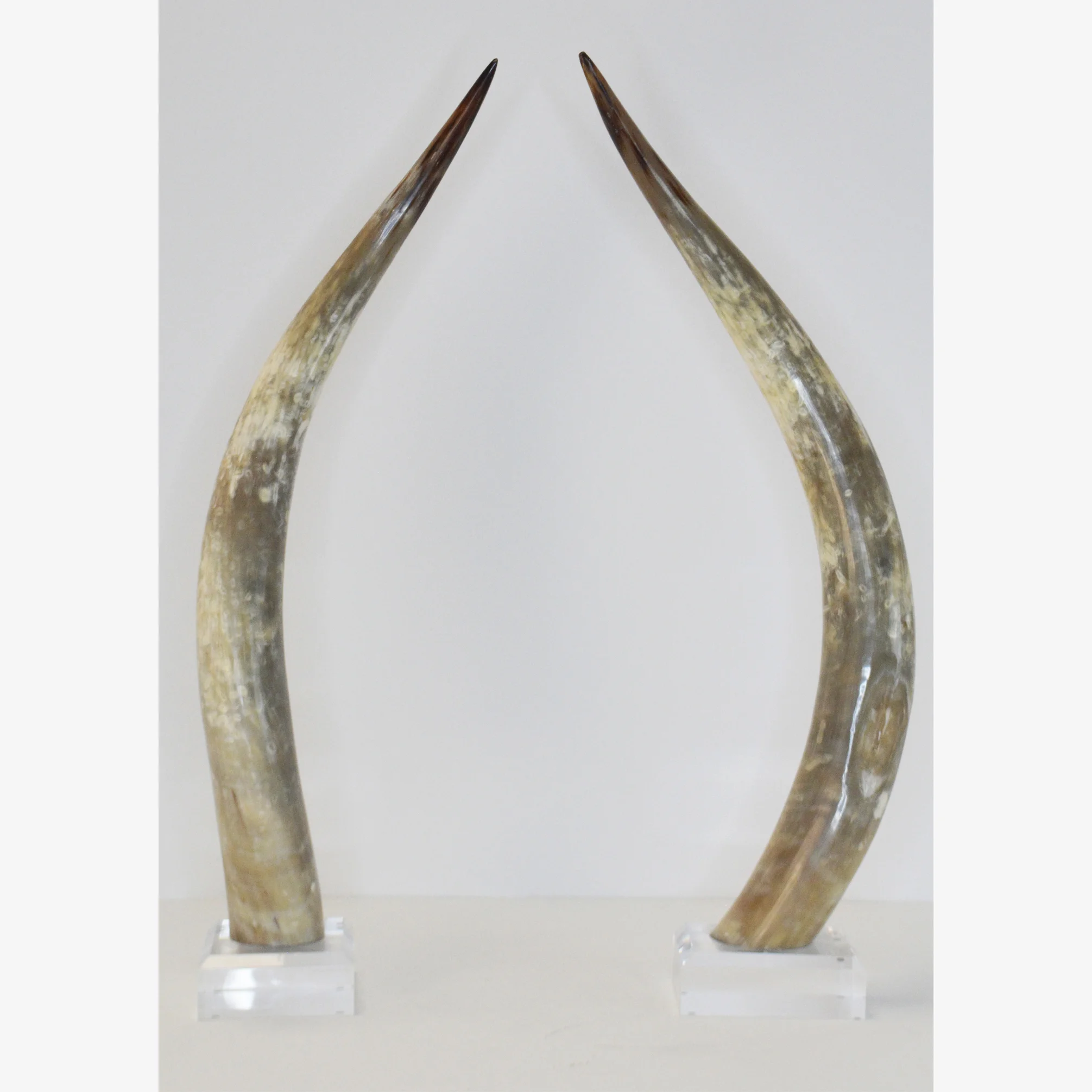 PAIR OF TEXAS LONG HORNS ON LUCITE BASES 