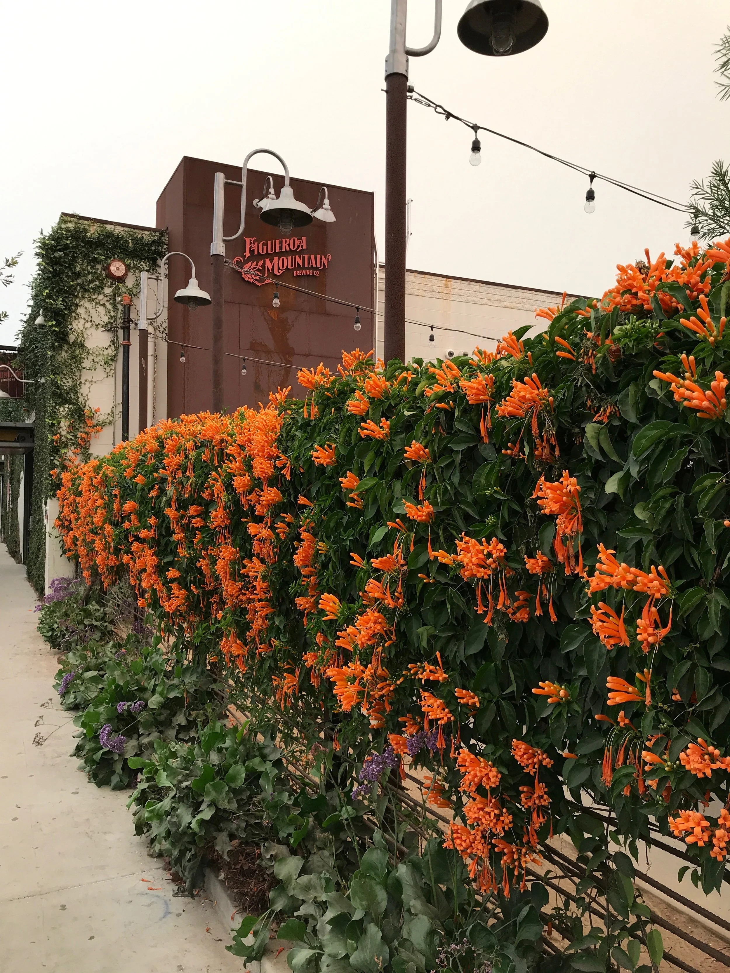 Figueroa Mountain Brewery 