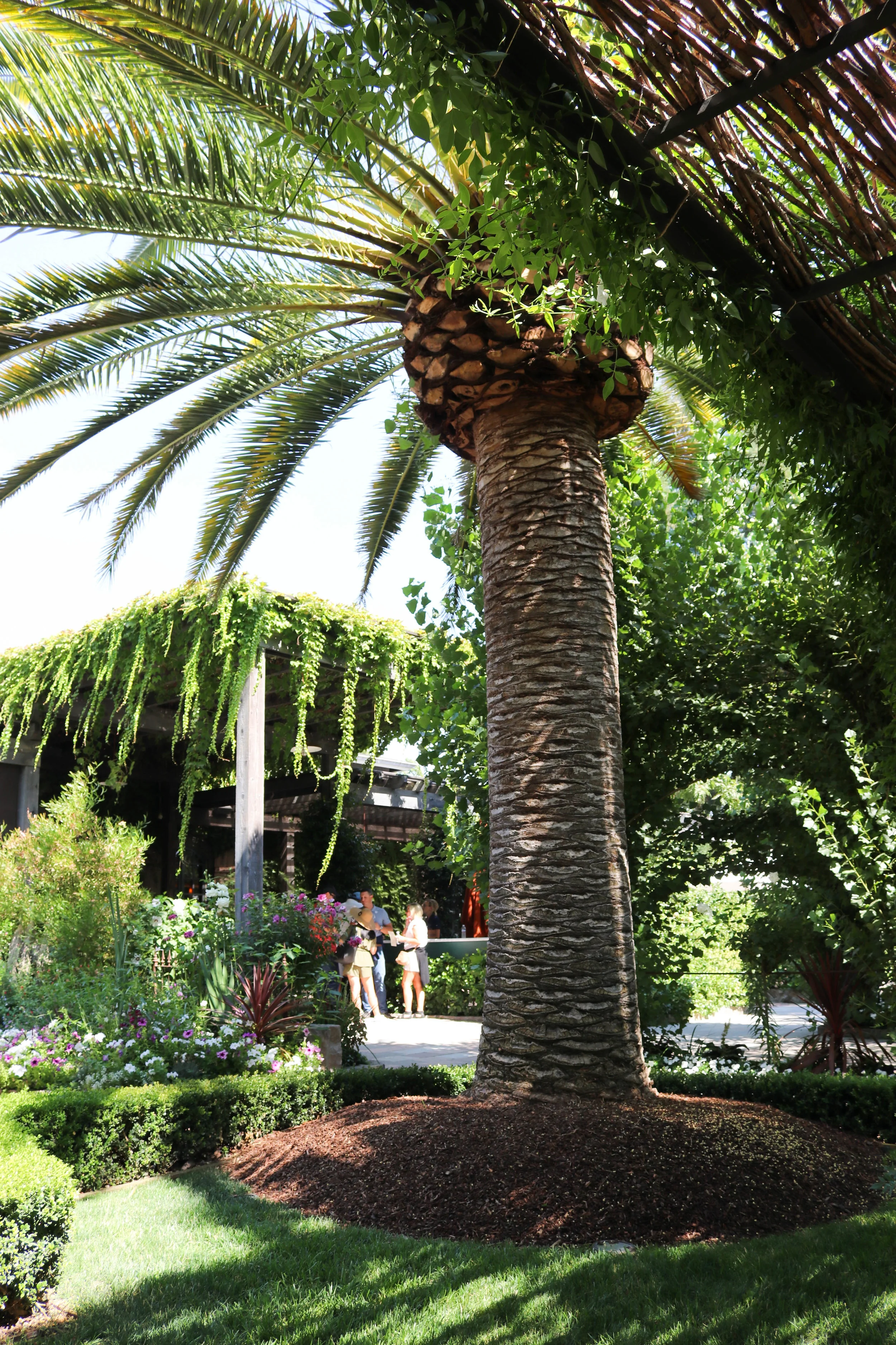 Garden at Caymus Wines Tasting Room