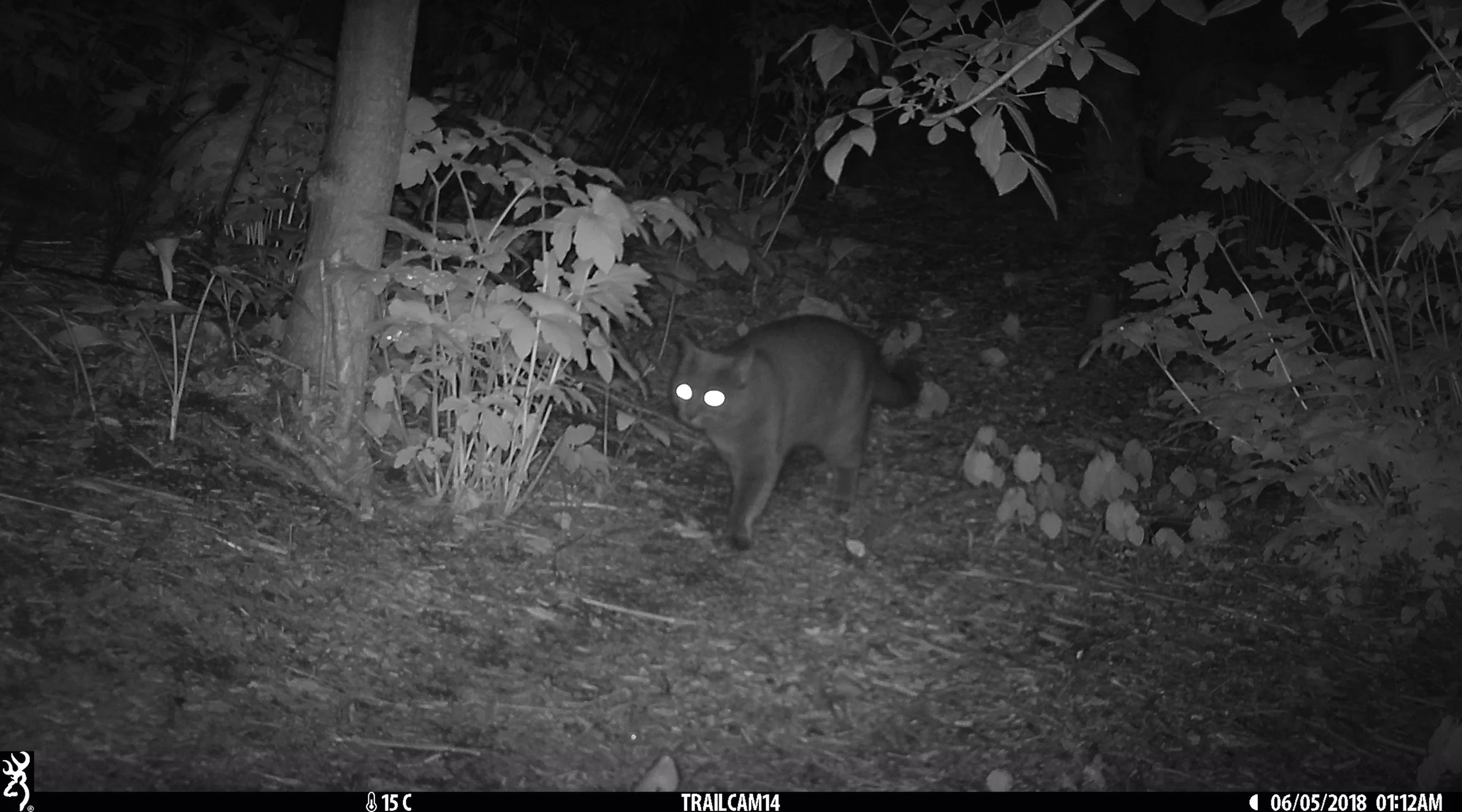 Cat 3 - Elizabeth Gow copy.jpg