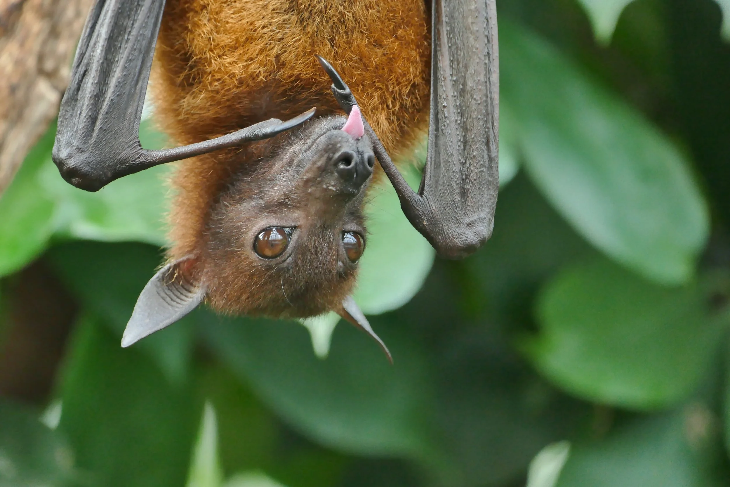 The Wonderful World of Bats — Royal Canadian Institute for Science
