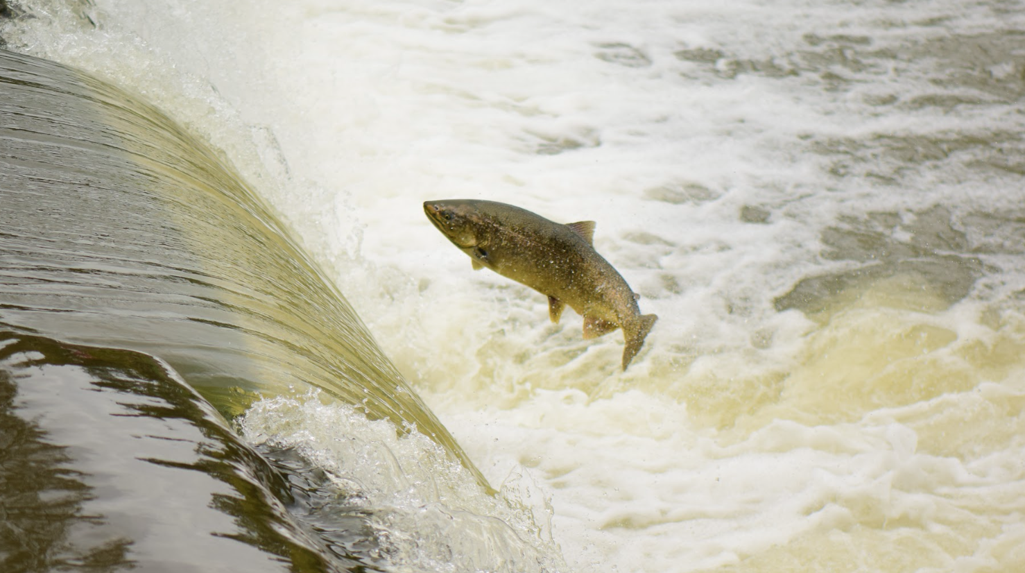 Salmon Run on the Humber River — Royal Canadian Institute for Science