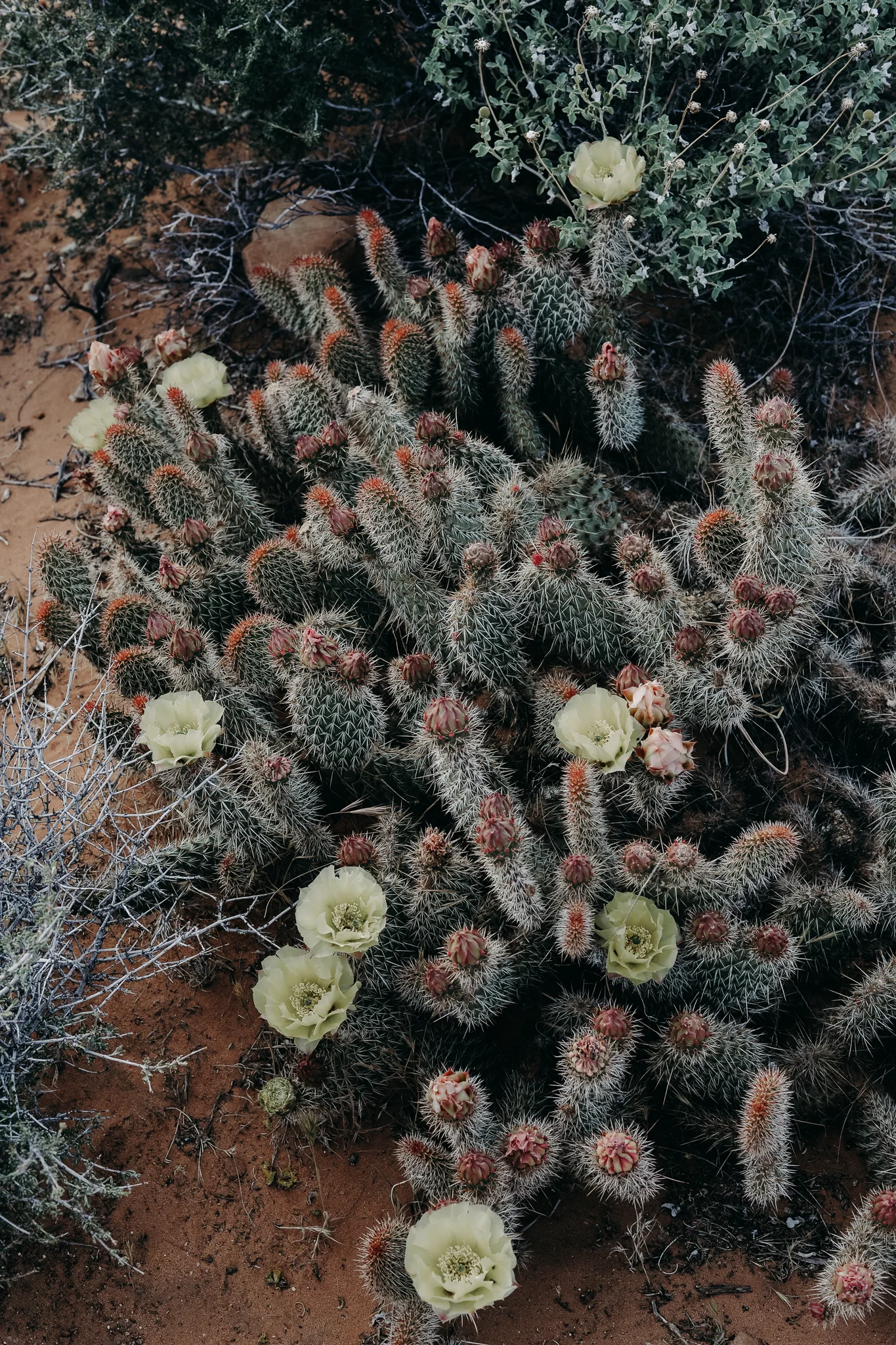 DSC_2542.jpg