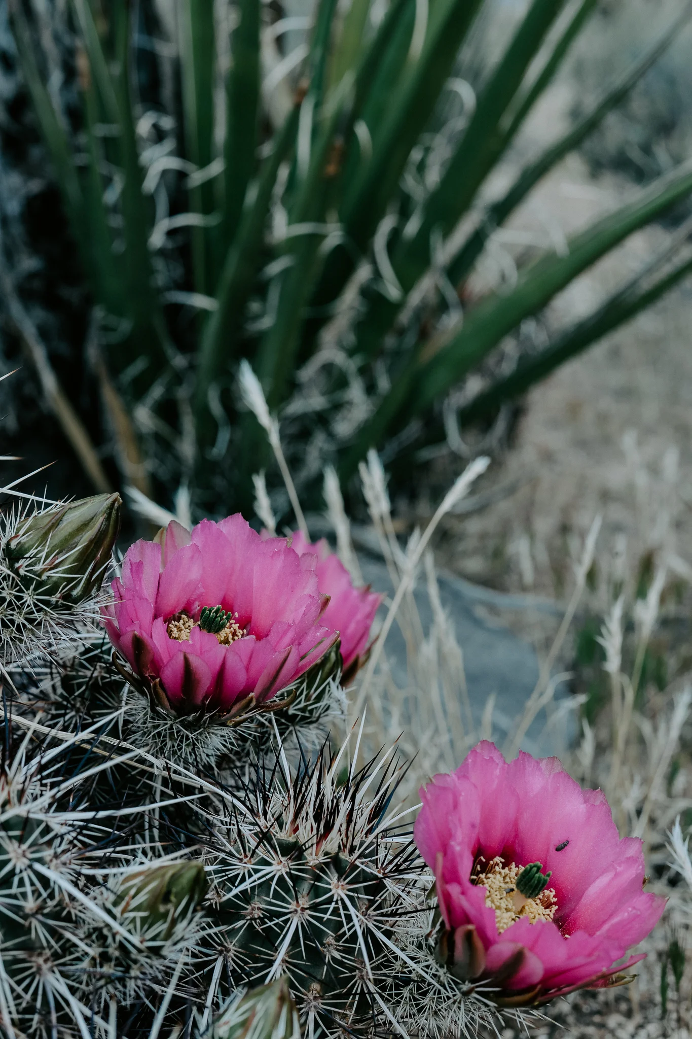 DSC_2406.jpg