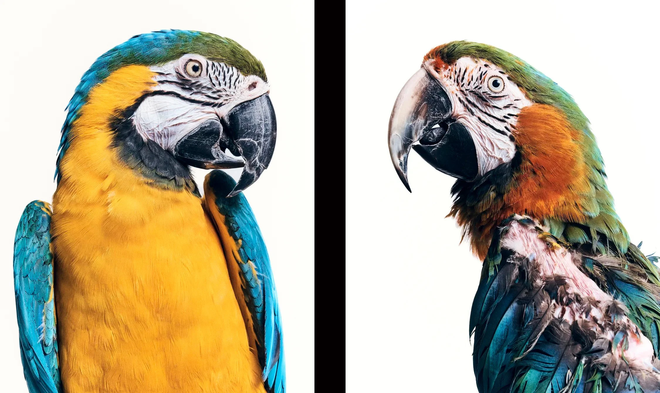 Bird Diptych.jpg