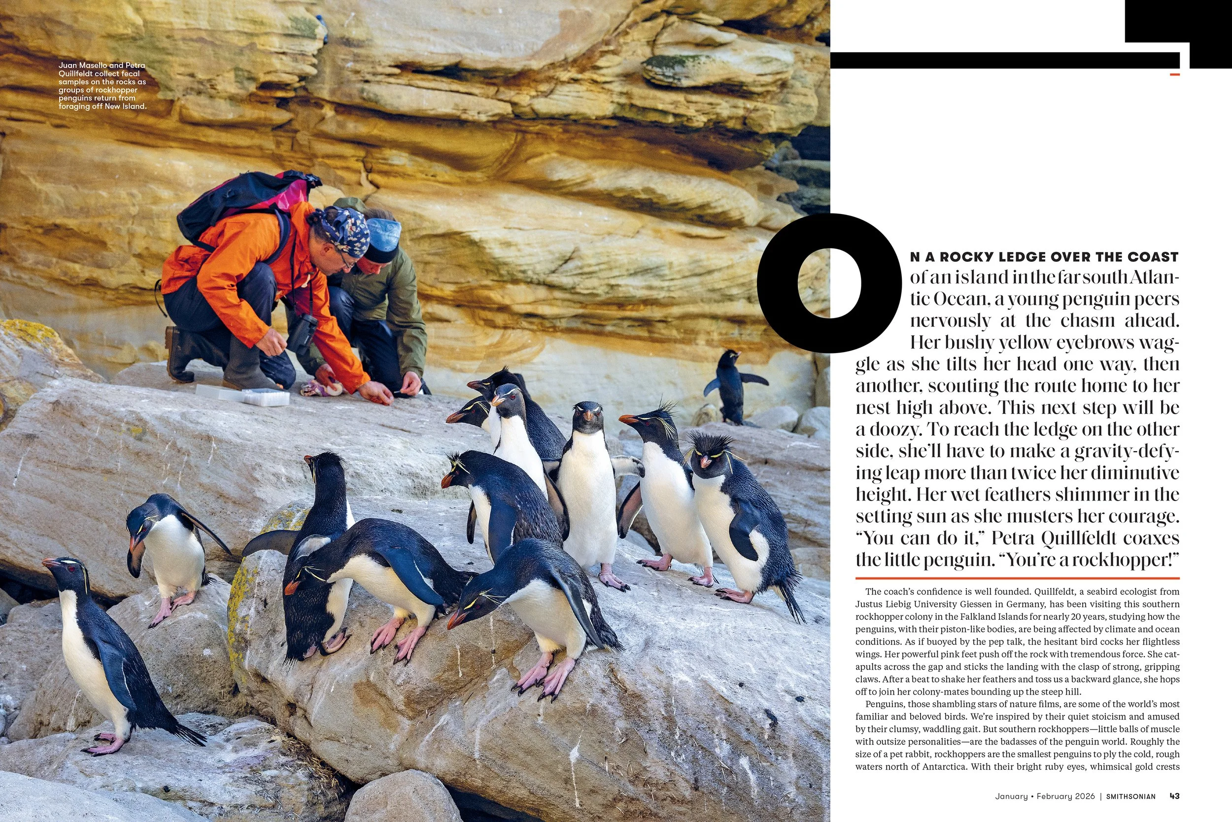 2 - JANFEB26_FEA_Rockhopper_Penguins_Layout [P]_23606304;42_View-1.jpg