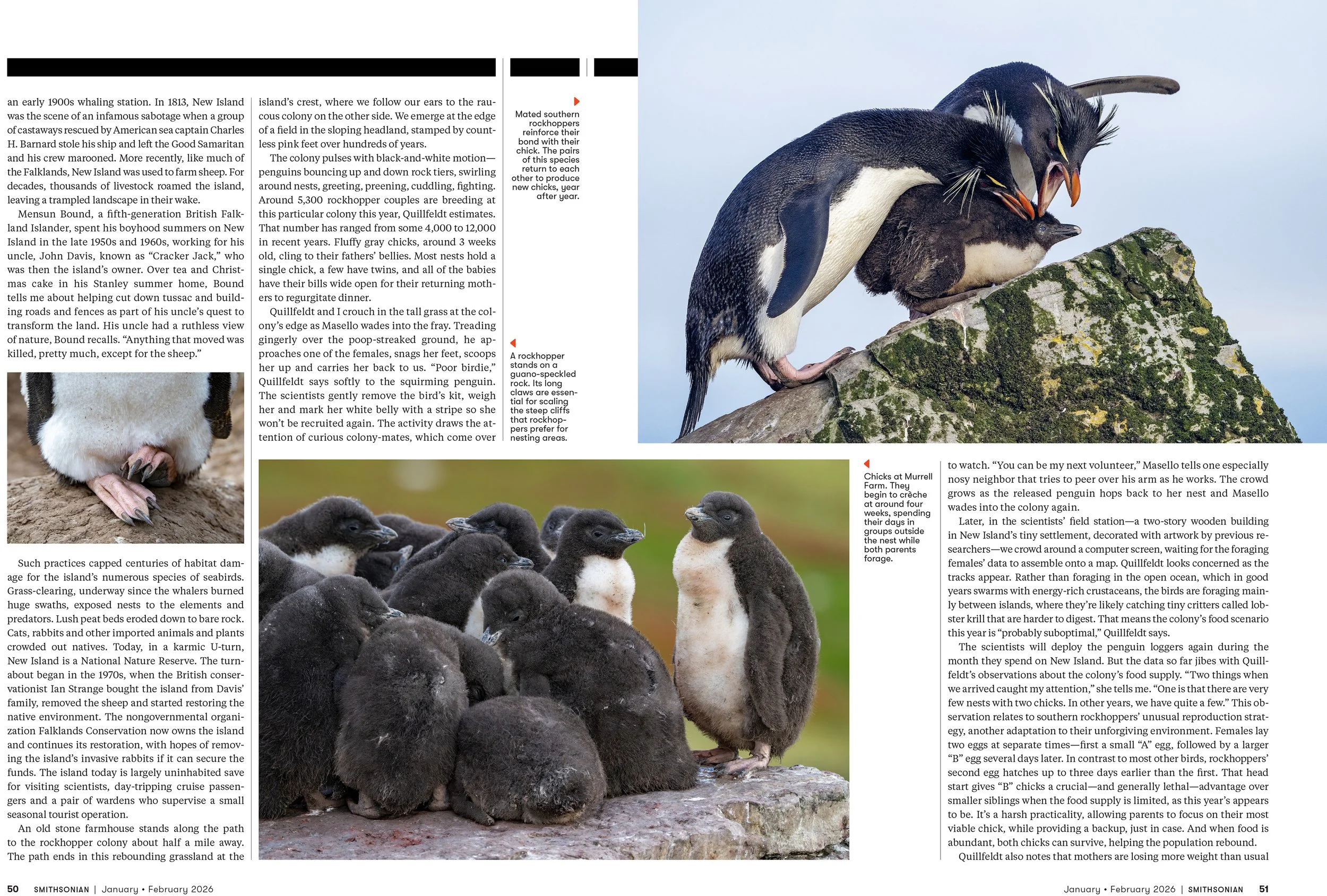 6 - JANFEB26_FEA_Rockhopper_Penguins_Layout [P]_23606304;42_View-1.jpg