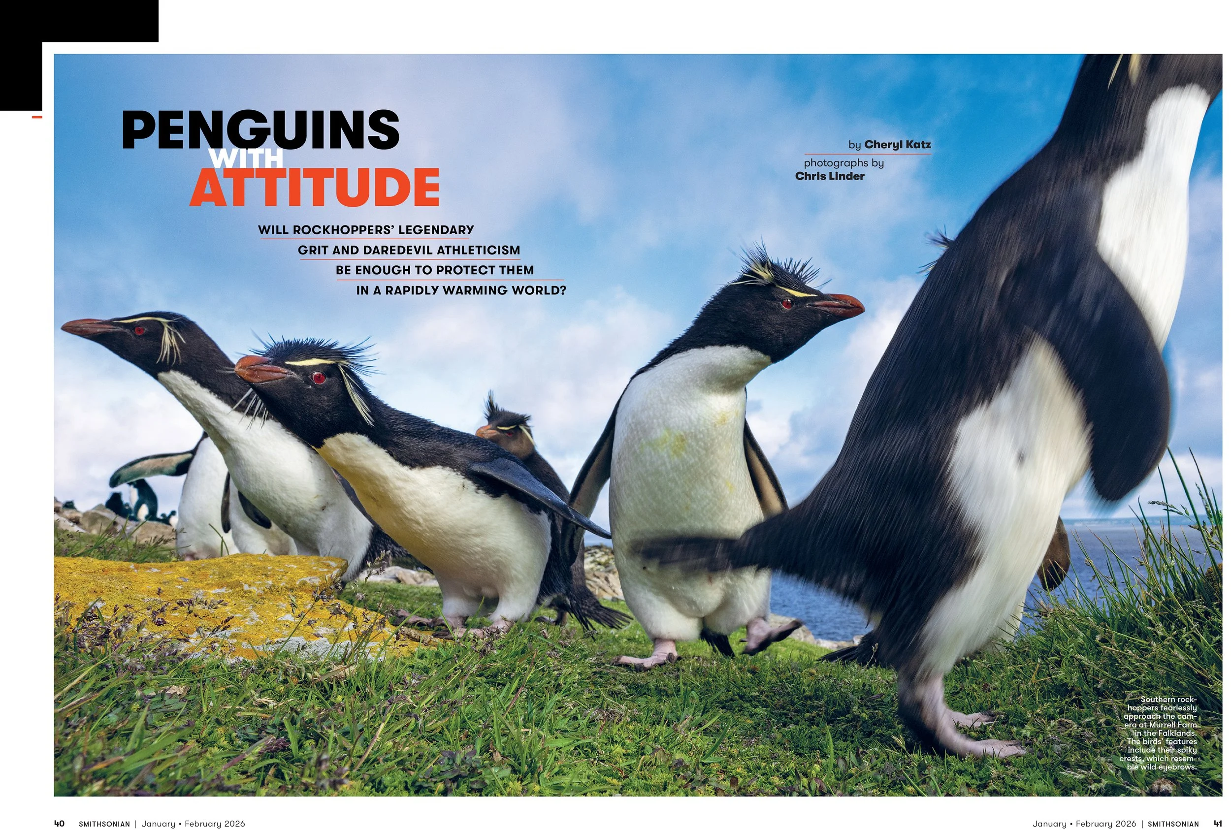 1 - JANFEB26_FEA_Rockhopper_Penguins_Layout [P]_23606304;42_View-1.jpg