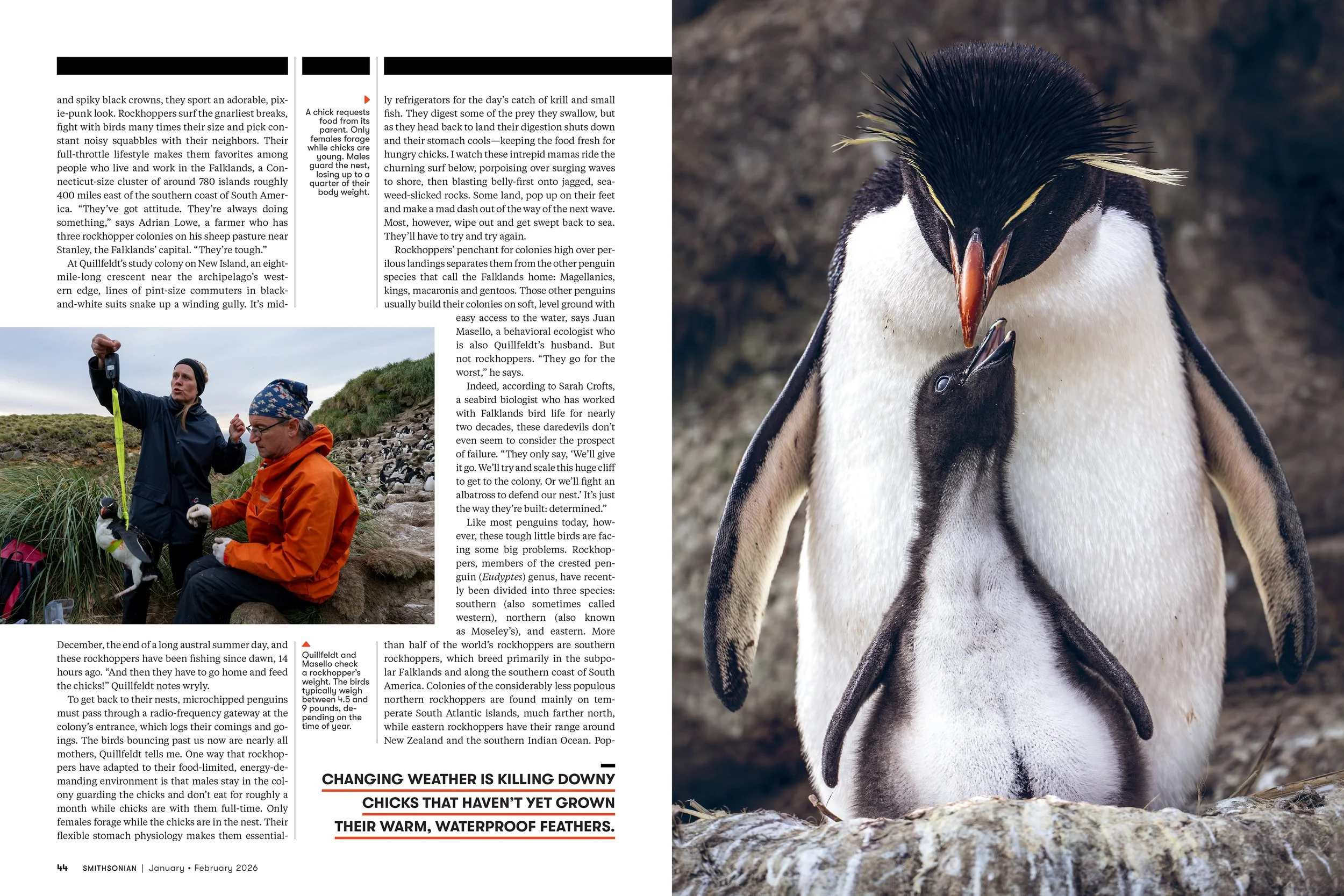 3 - JANFEB26_FEA_Rockhopper_Penguins_Layout [P]_23606304;42_View-1.jpg