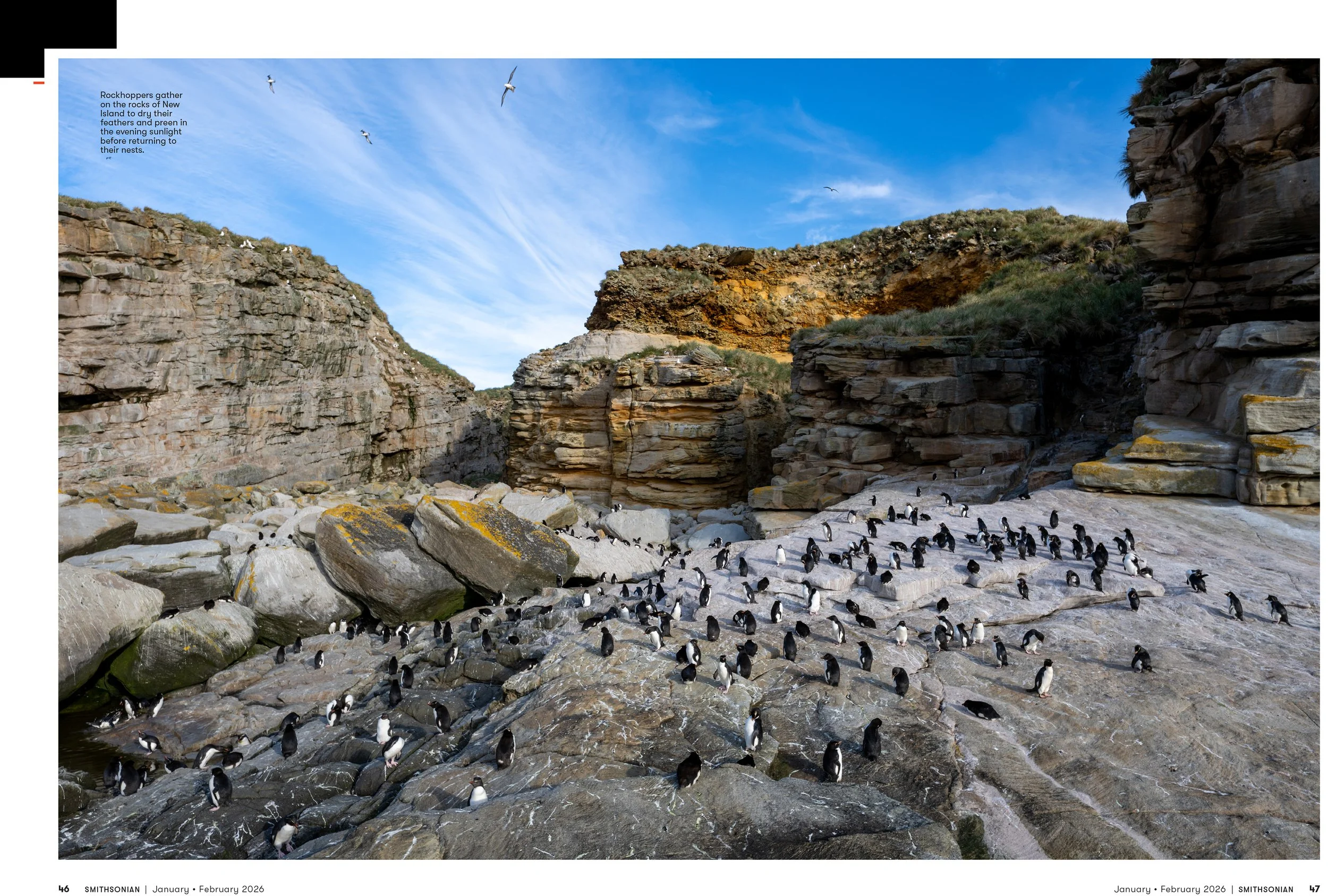 4 - JANFEB26_FEA_Rockhopper_Penguins_Layout [P]_23606304;42_View-1.jpg