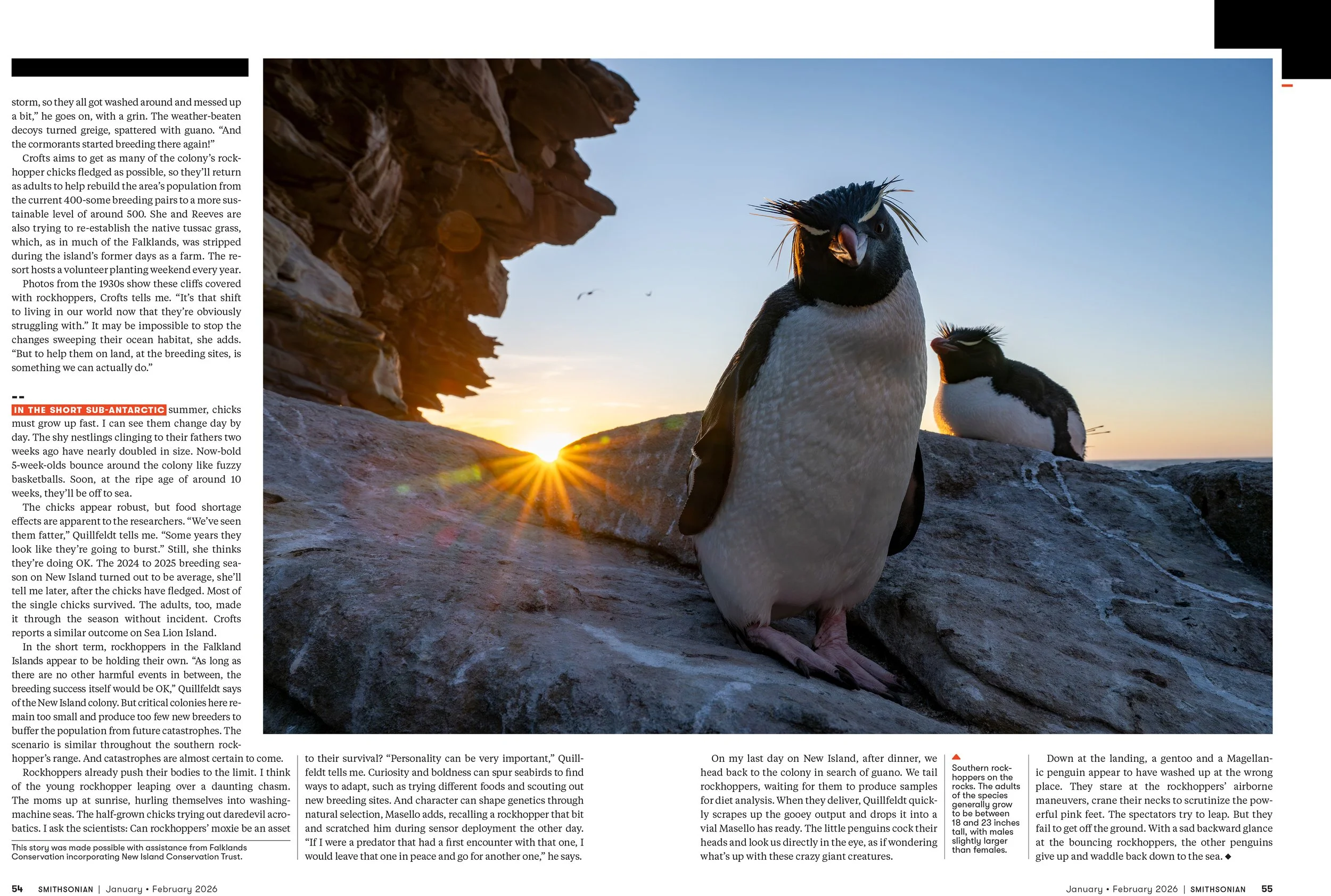 8 - JANFEB26_FEA_Rockhopper_Penguins_Layout [P]_23606304;42_View.jpg