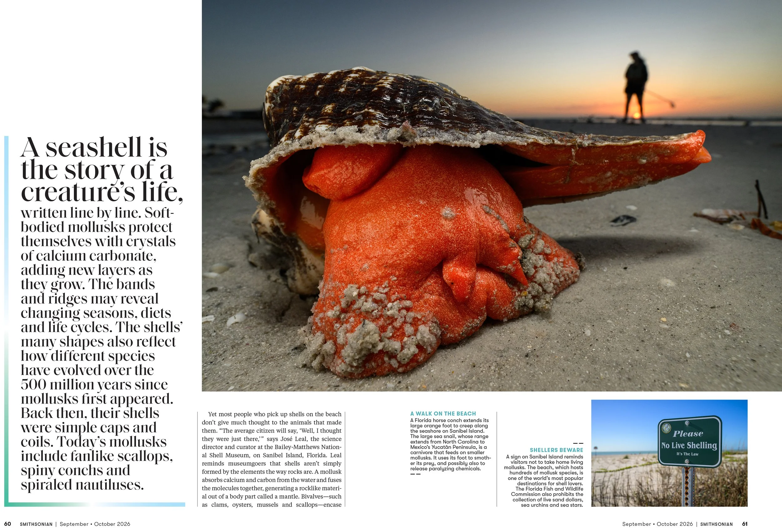 2SEPOCT26_FEA_Seashells_Layout [P]_24243319;26_View-1.jpg