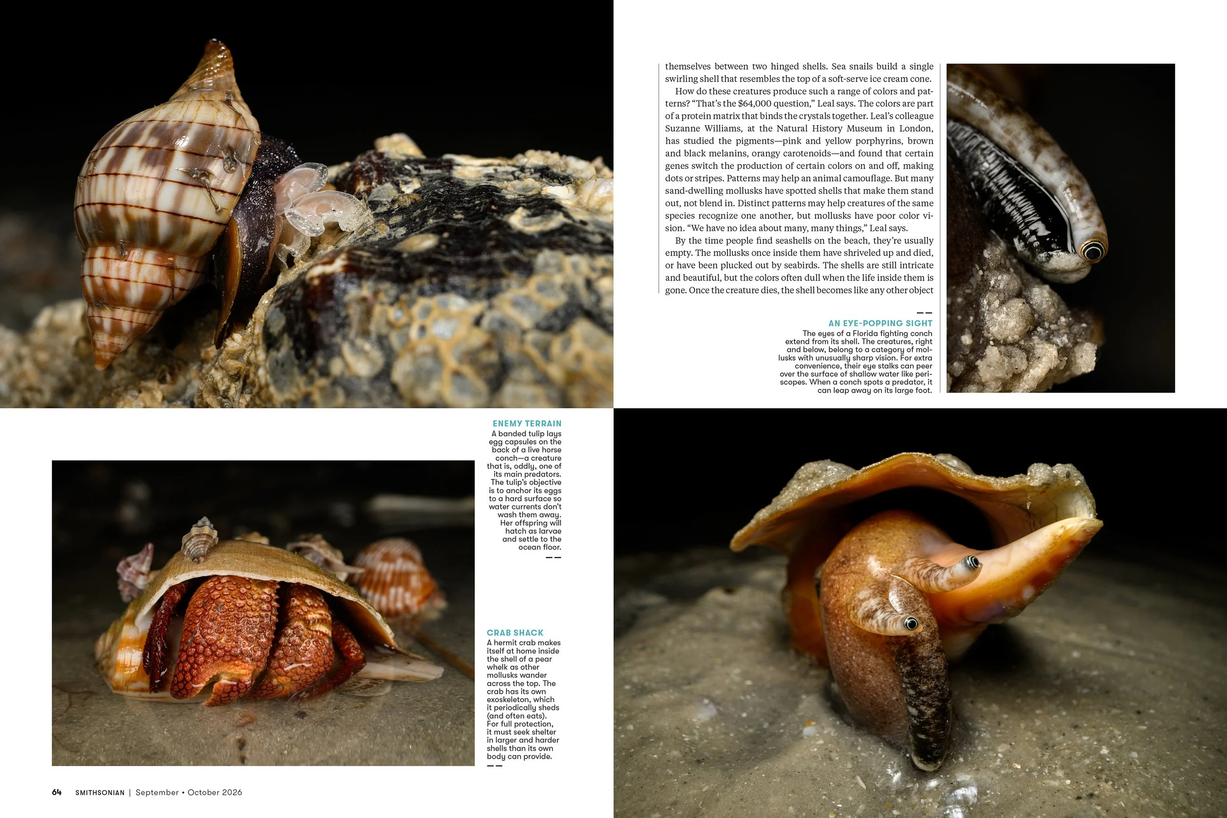 4SEPOCT26_FEA_Seashells_Layout [P]_24243319;26_View-1.jpg