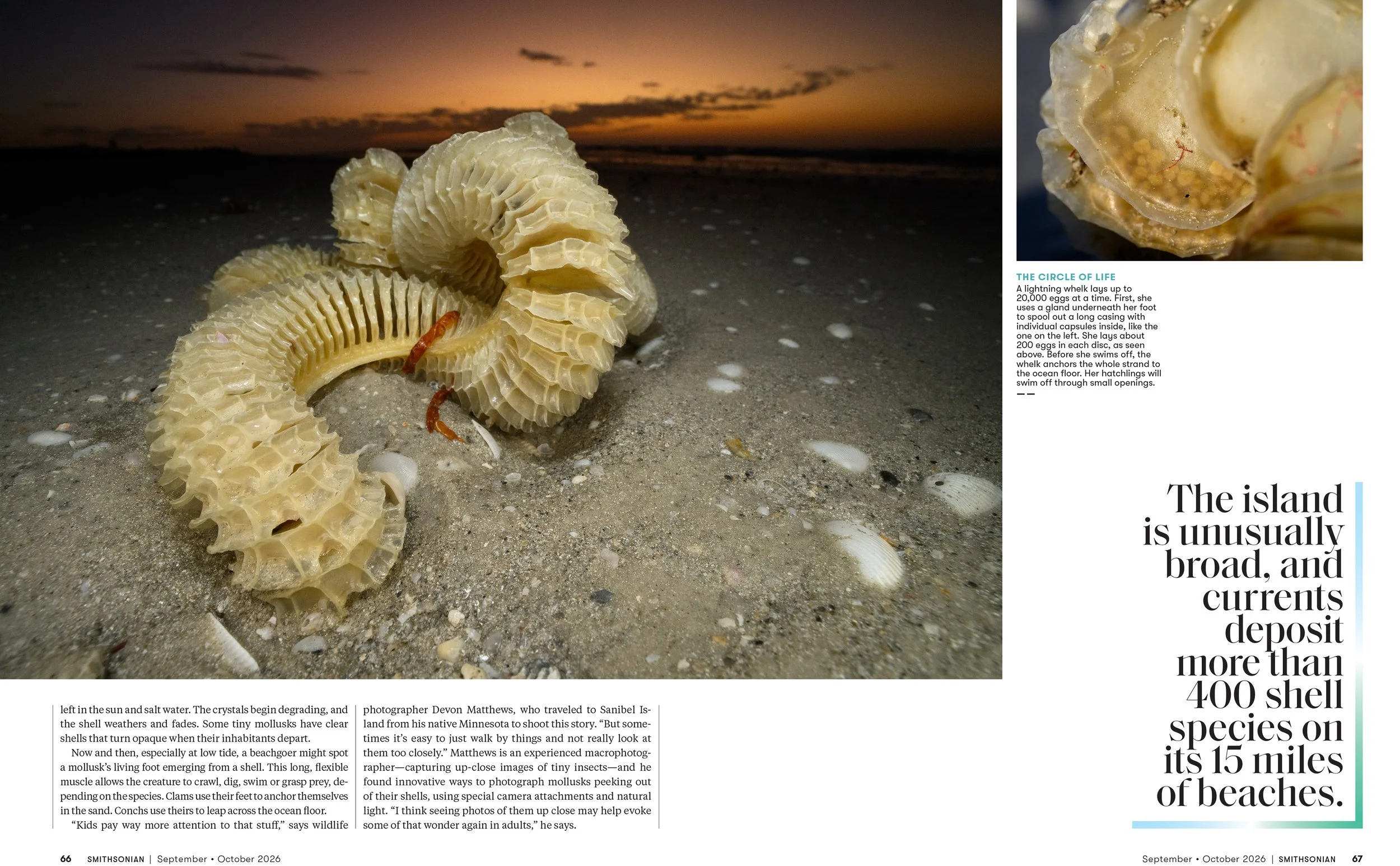 5SEPOCT26_FEA_Seashells_Layout [P]_24243319;26_View-1.jpg