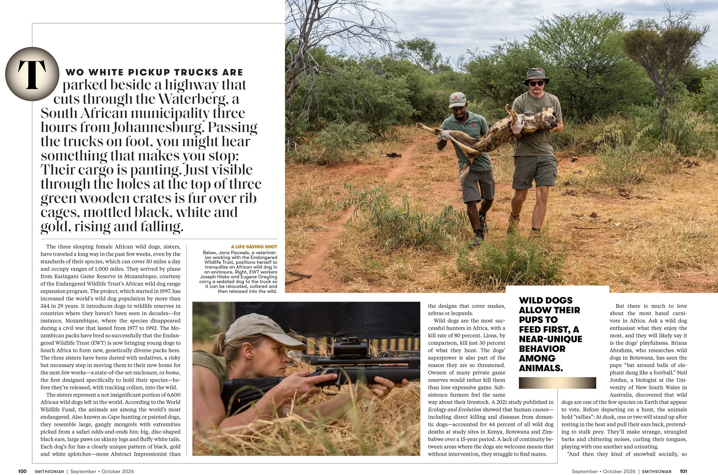 2SEPOCT26_FEA_African_Wild_Dogs_Layout [P]_24237035;37_View-1.jpg