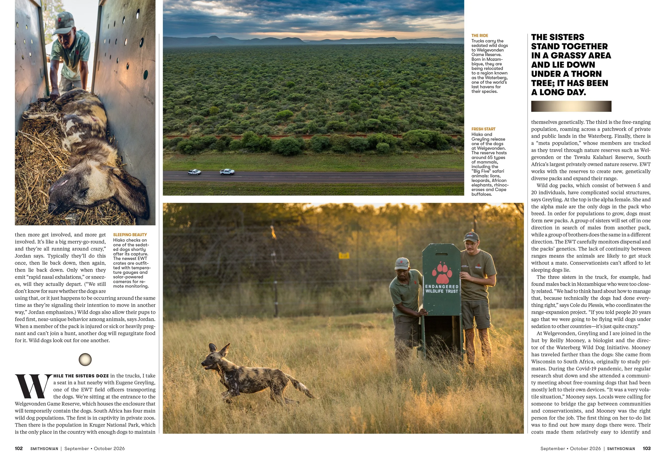 3SEPOCT26_FEA_African_Wild_Dogs_Layout [P]_24237035;37_View-1.jpg