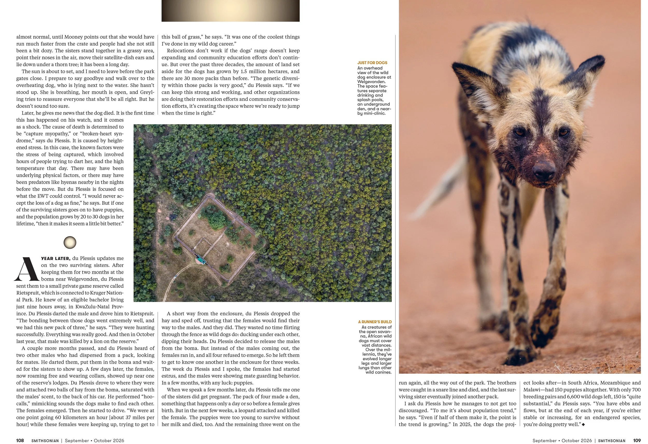 6SEPOCT26_FEA_African_Wild_Dogs_Layout [P]_24237035;37_View.jpg