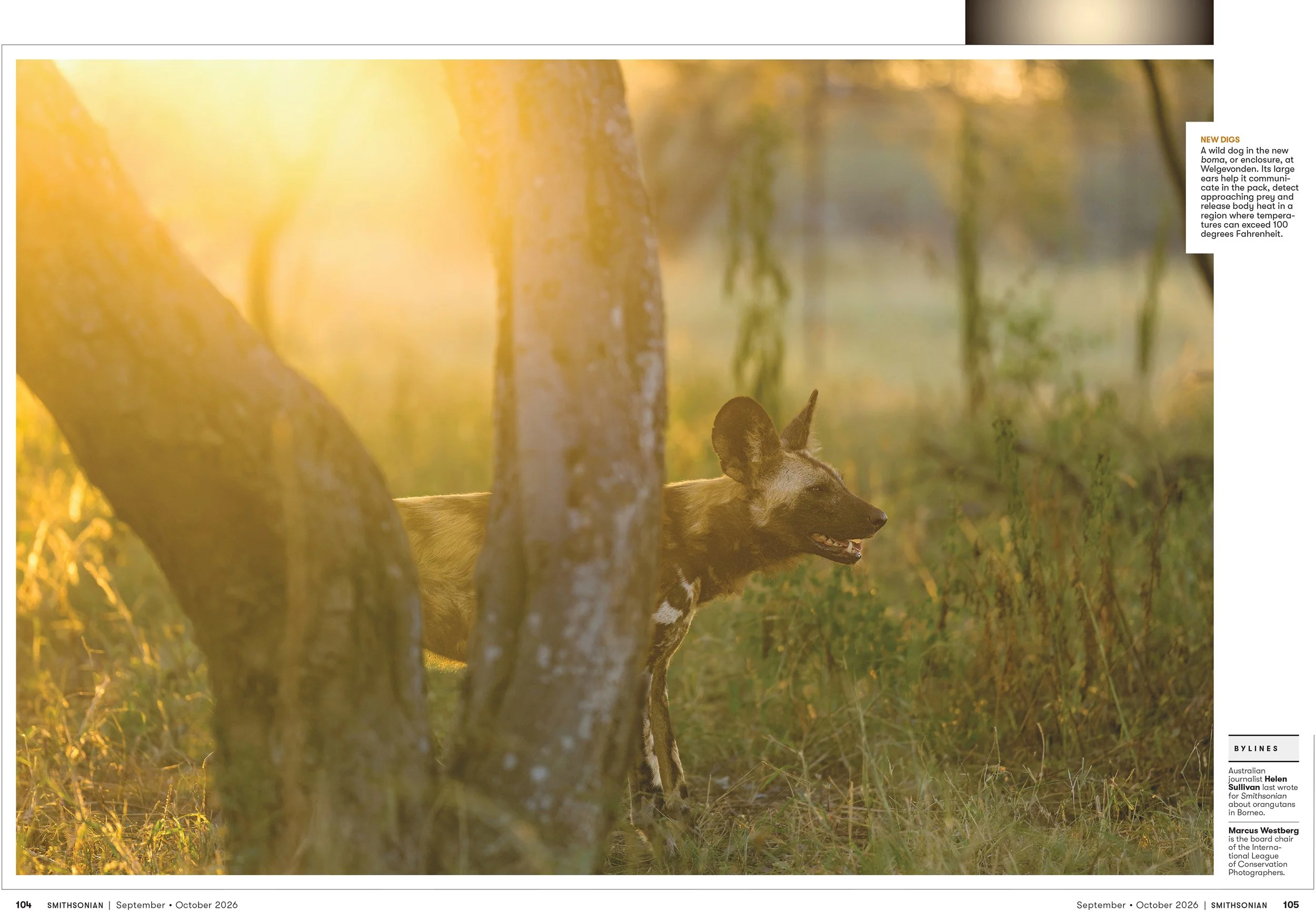 4SEPOCT26_FEA_African_Wild_Dogs_Layout [P]_24237035;37_View-1.jpg