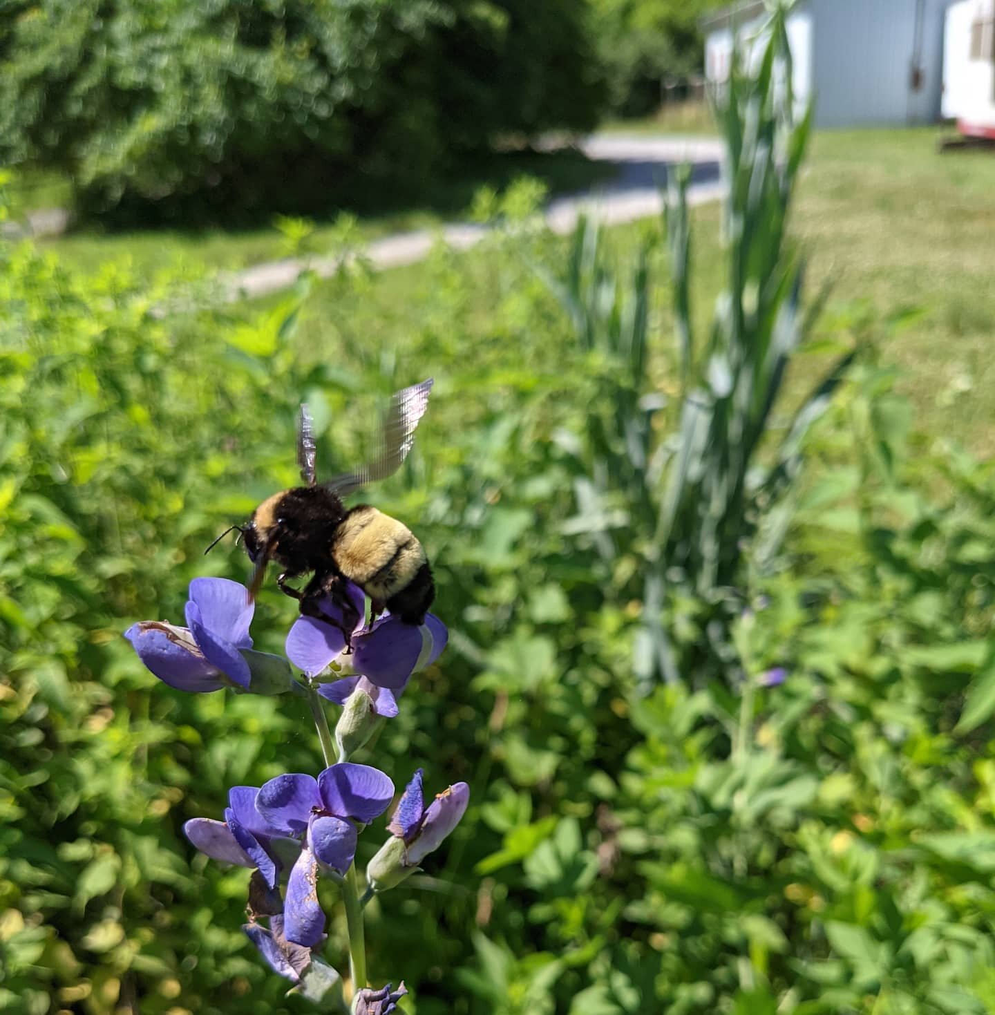 What a site! We had a Bombus pensylvanicus (American Bumble bee) queen visiting our lab garden yesterday. She loved the wild indigo. This species has experienced significant population declines and is currently listed as Vulnerable by the IUCN. 

Tha