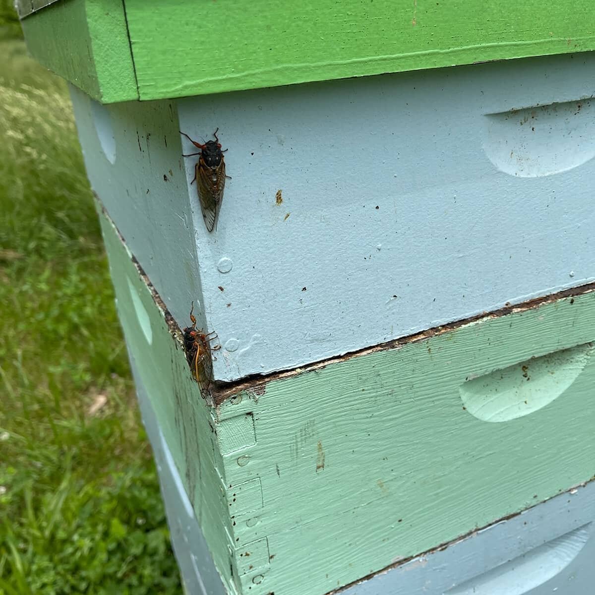 Cicadas are here! If you see any on or near your colonies there is really no need to worry. They won't stick around long and they can't hurt your bees. We heard of some folks considering spraying them. Please don't do this. You're witnessing a remark