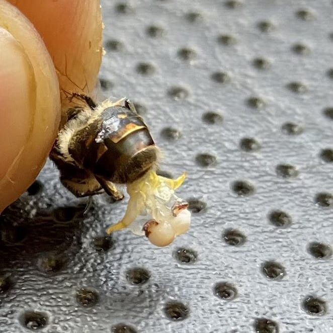 See anything weird? 

This drone has two bulbs at the end of its endophallus and they both have a normal amount of semen! What!! This is something we've never seen in the lab and is a 1/20000 chance at least. Crudely put: this guy has 2 functioning p