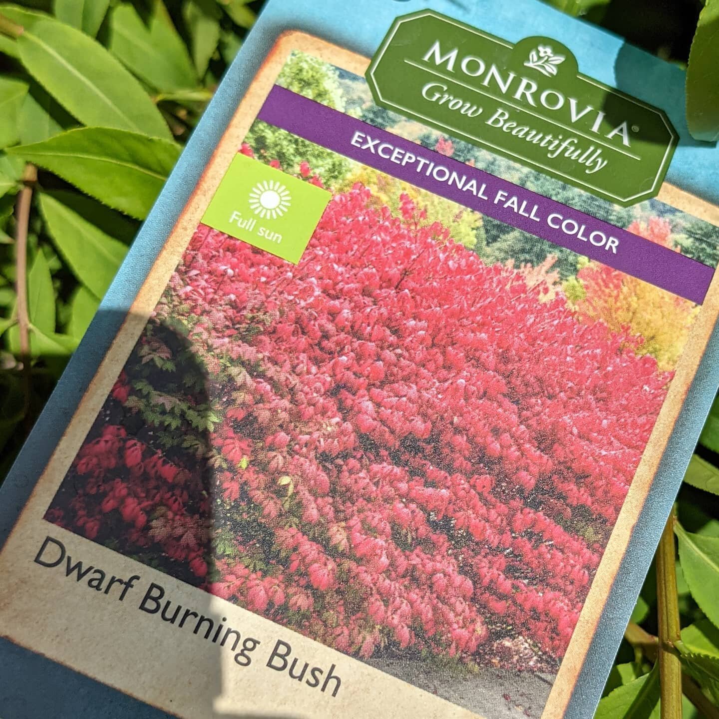 Always look up plants before you buy them. This is on sale at Lowe's here in Lafayette. It's a listed invasive species that spreads easily and out competes native species. Also, keep asking your local box store for more native species. We have some b