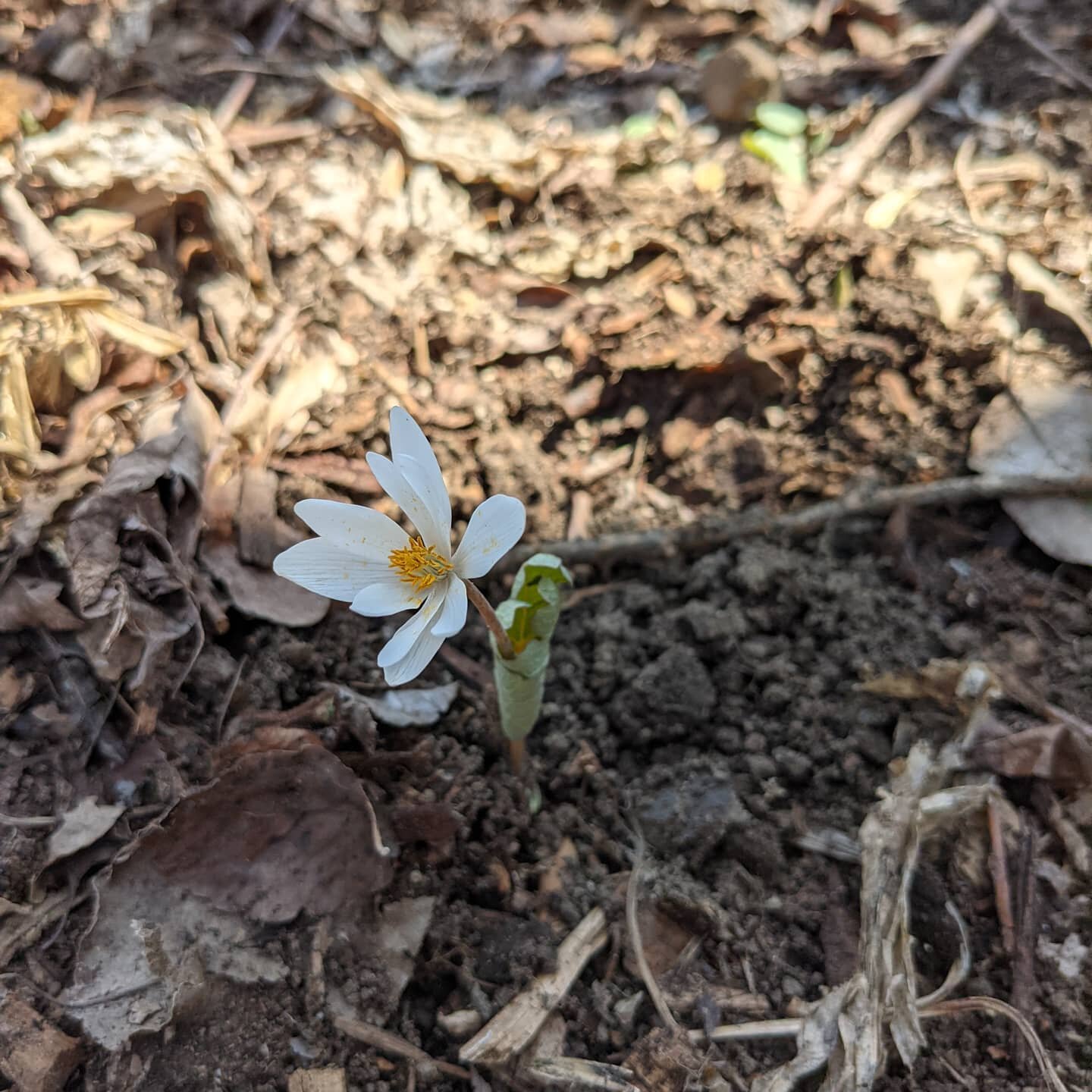 Love spring ephemerals. Here is blood root (Sanguinaria canadensis) a beautiful native species. They are pollinated by spring bees and their seeds are spread by ants. This plant happens to be in the woodland garden at my home :)