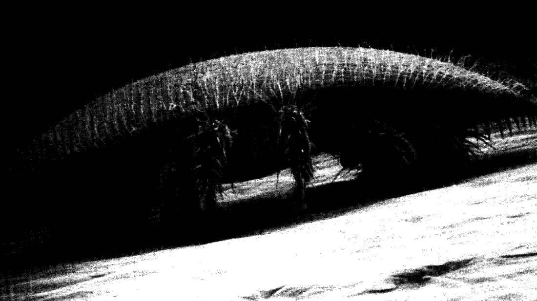 That's no moon! 

It's an adult female Varroa mite, the primary pest of Apis mellifera, globally. 

 Image from Denmark et al. (1991; Entm. Circ.)