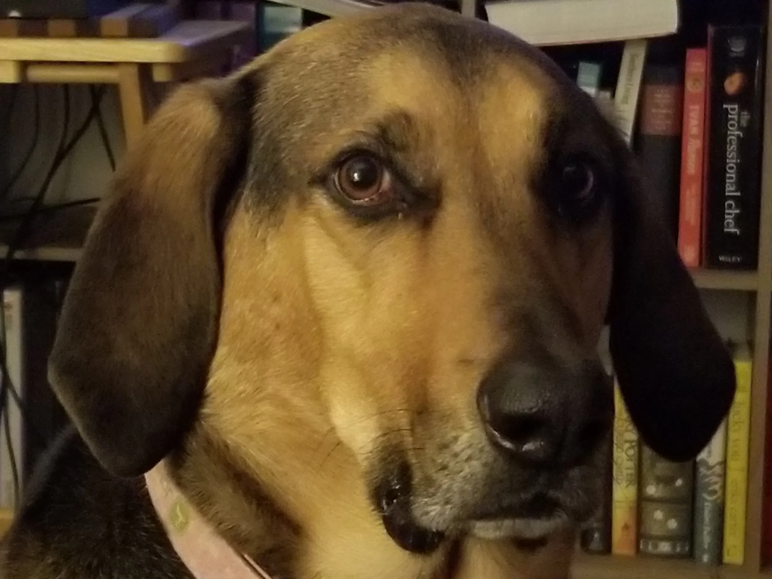 Meet Sadie! Resilience Oils Mascot.