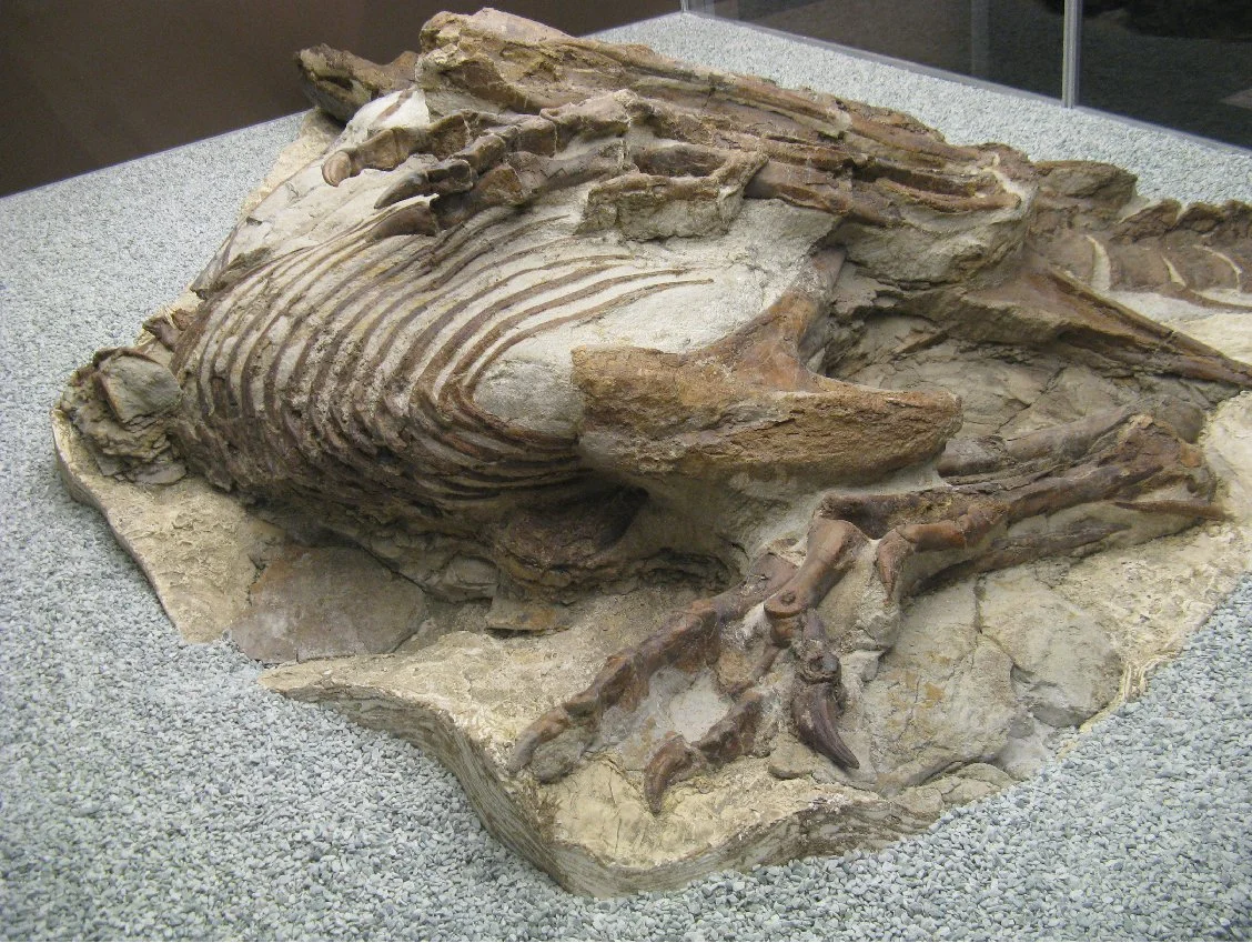 The gastralia were particularly difficult to reconstruct. As gastralia are infrequently used in mounts, it was difficult to understand them in a three-dimensional form. With help from Scott Hartman, RJ was directed to this photo of gastralia preserved in matrix.